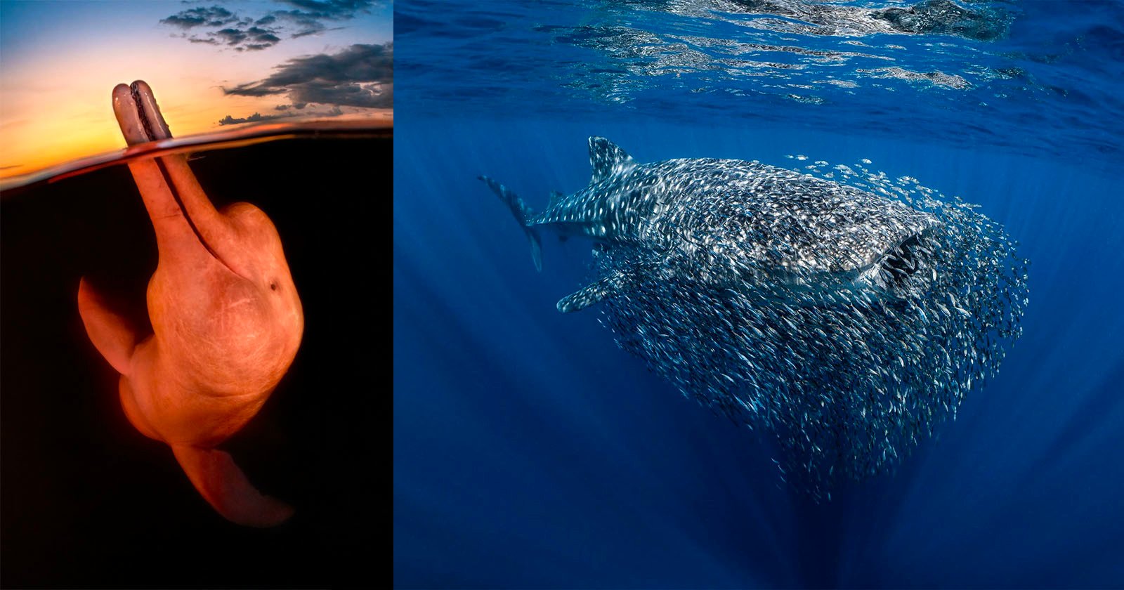 The Winners of the 2023 Underwater Photographer of the Year Competition
