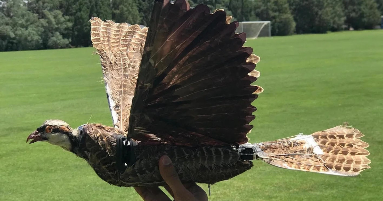 Researchers Turn Dead Birds into Drones That Could Spy On People