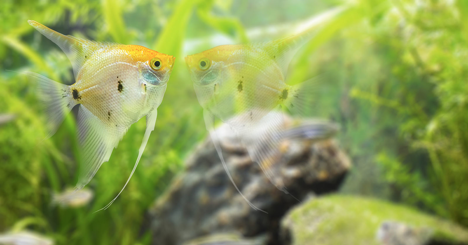  fish can recognize themselves photos study finds 