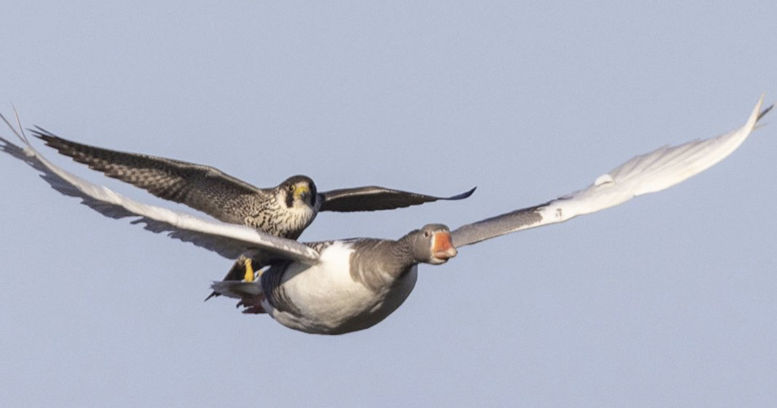 Photographer Catches Falcon Hitching a Ride on a Goose