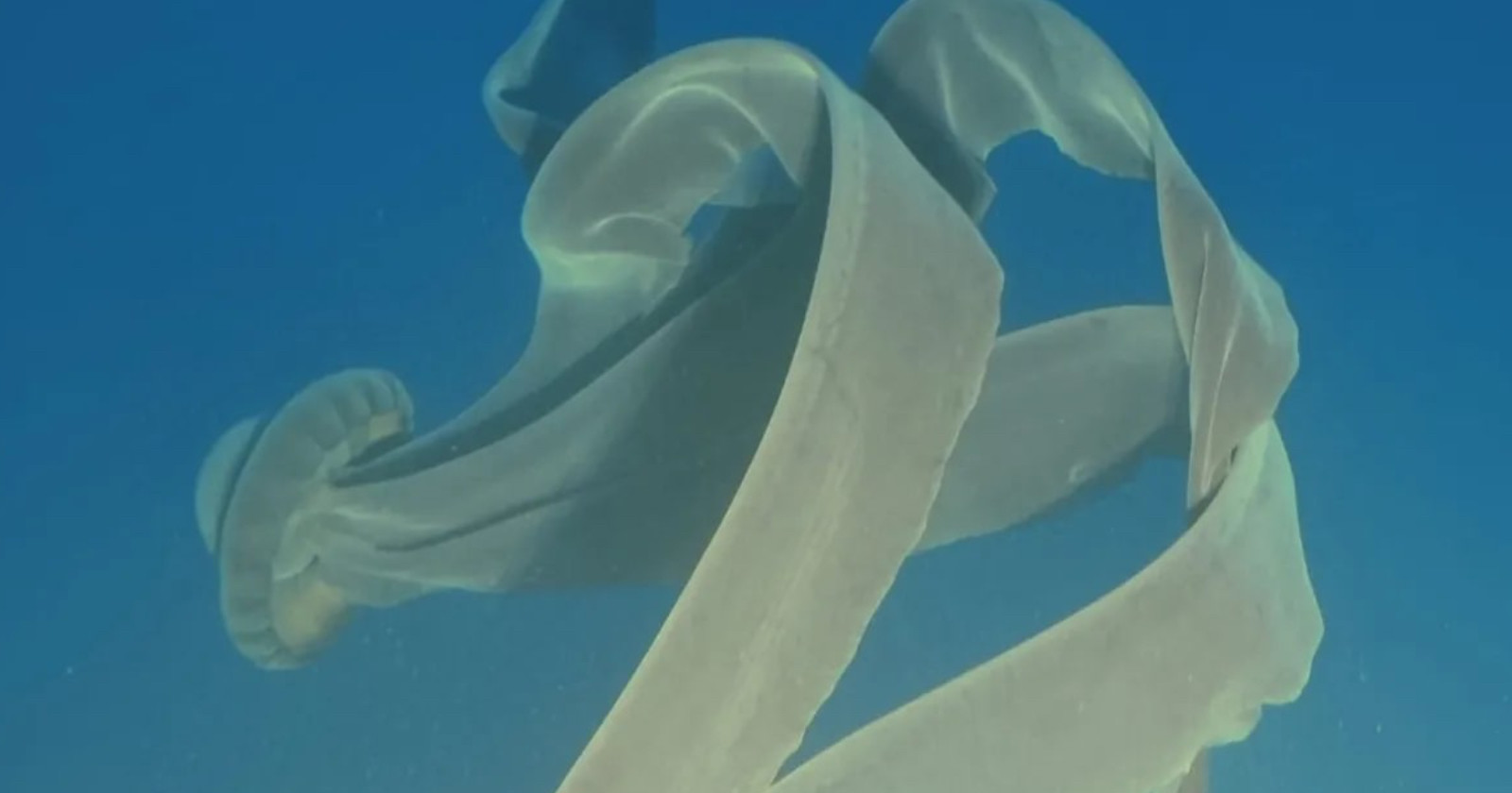 Extraordinarily Rare Giant Phantom Jellyfish Caught on Camera