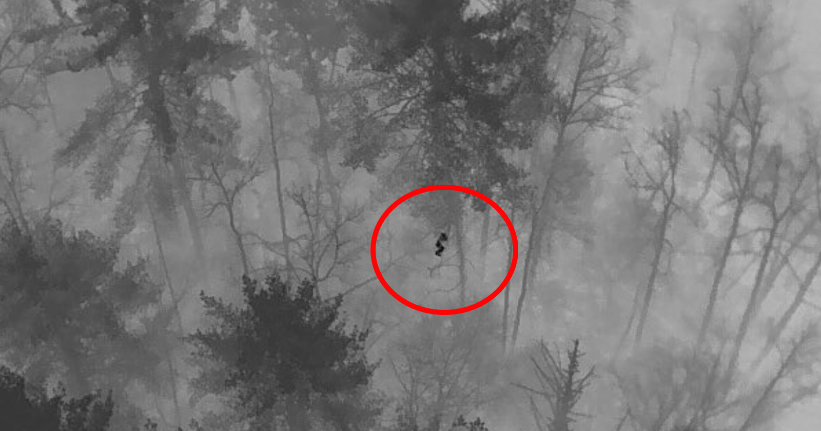 missing boy rescued thanks drone infrared camera 