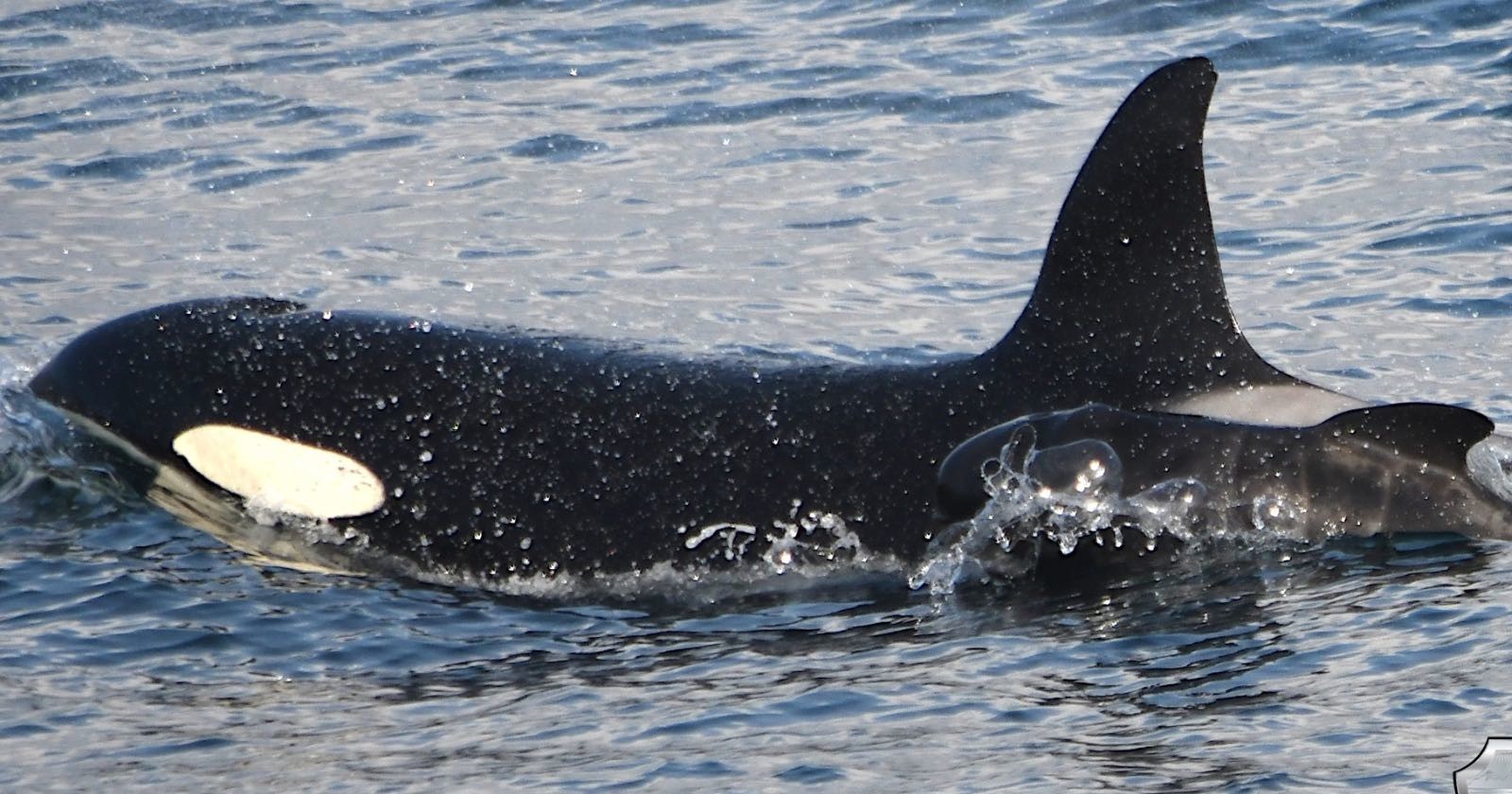  photos show orca caring baby pilot whale 
