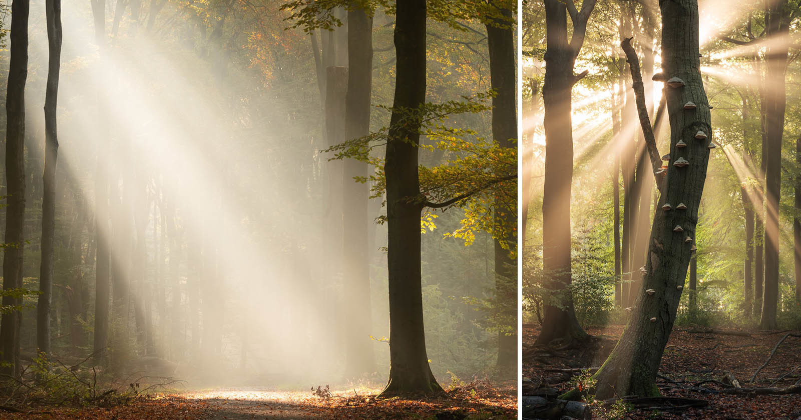  how photograph sun rays forest 