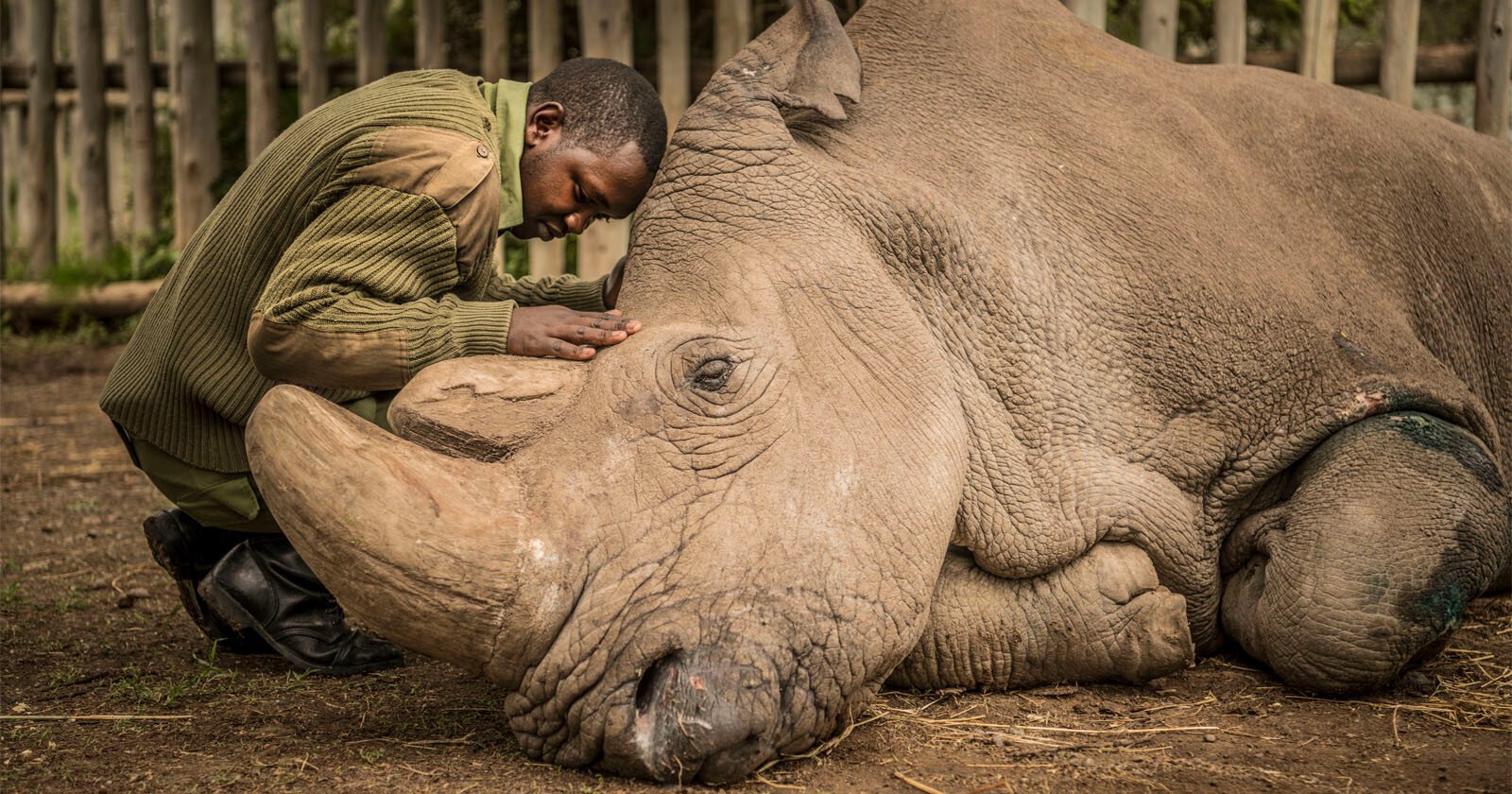 Remembering Sudan is a Film About the Last Male Northern White Rhino