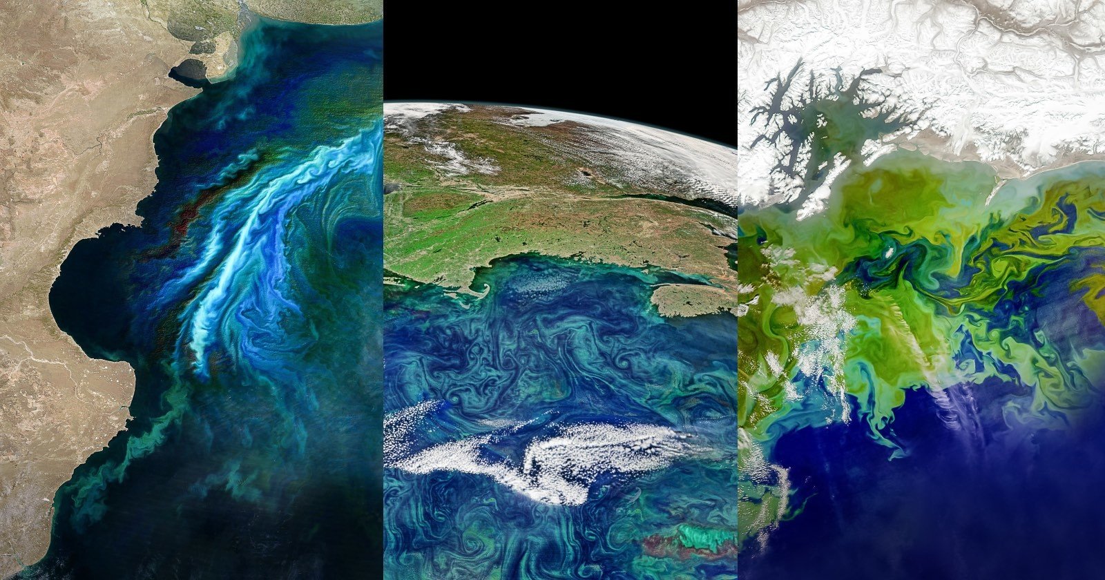Satellite Images Reveal Danger of Earths Toxic Algae Blooms