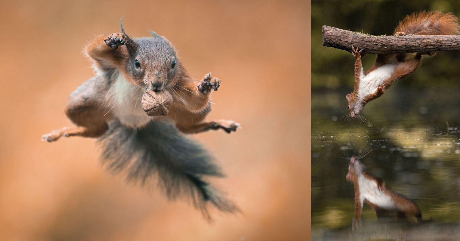 Acrobatic Squirrels Captured in a Series of Amazing Photos