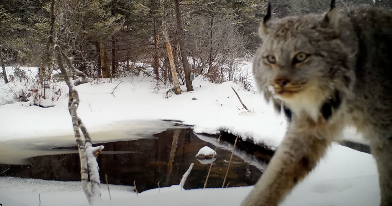  photographer records stunning footage lynx snowy forest 
