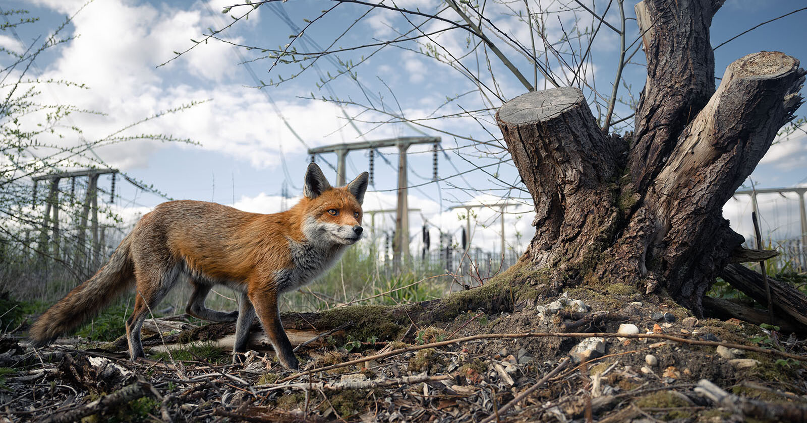 Portrait of Evicted Fox Wins 2023 British Wildlife Photography Awards