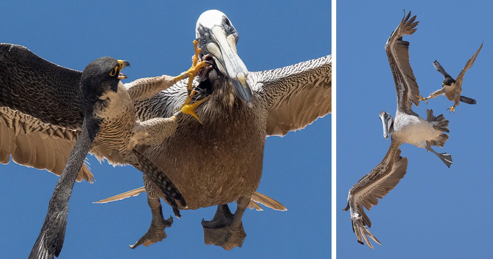  falcon attacks much larger pelican series spectacular photos 