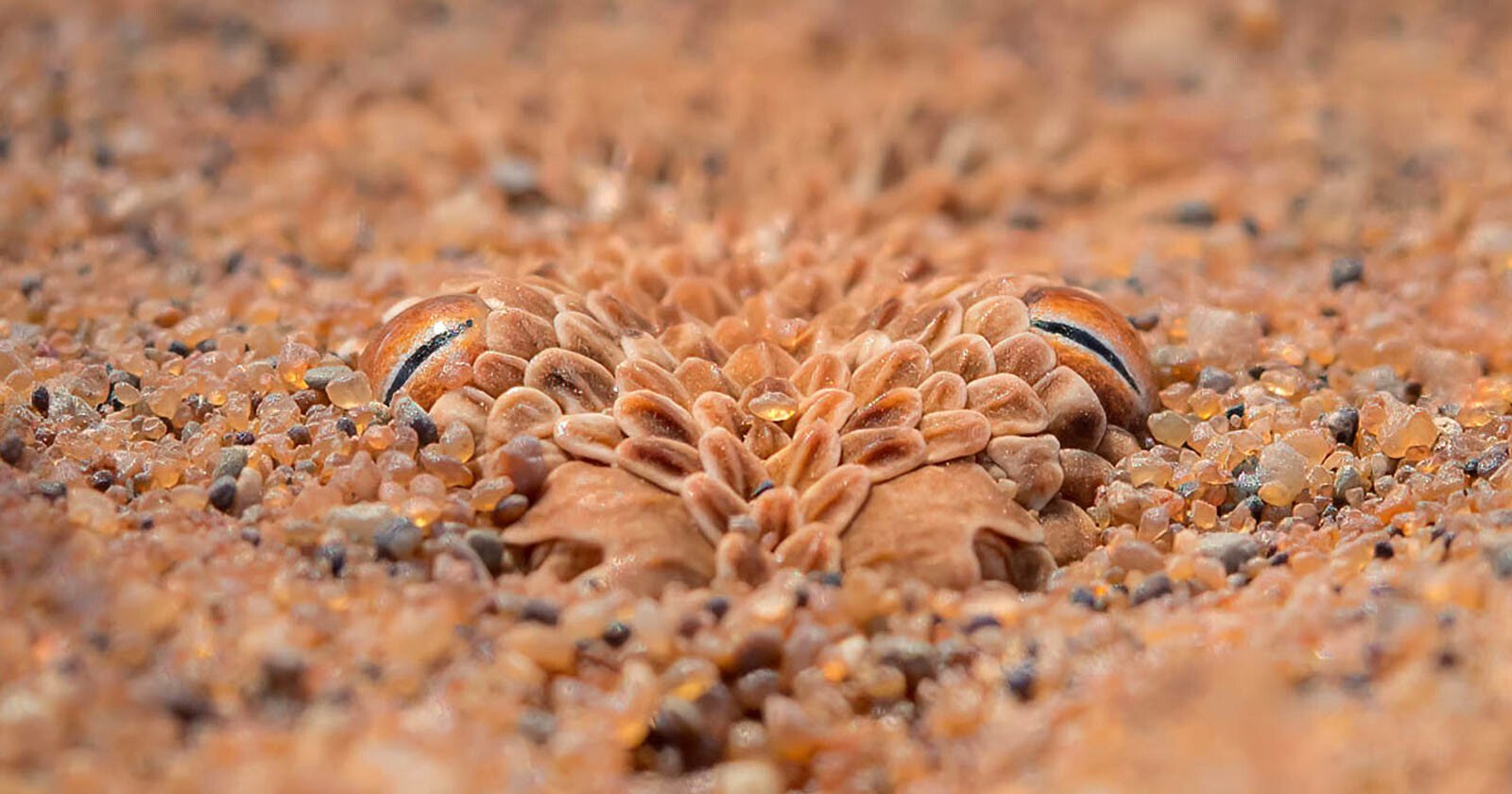  photographer captures amazing shot snake hidden sand 