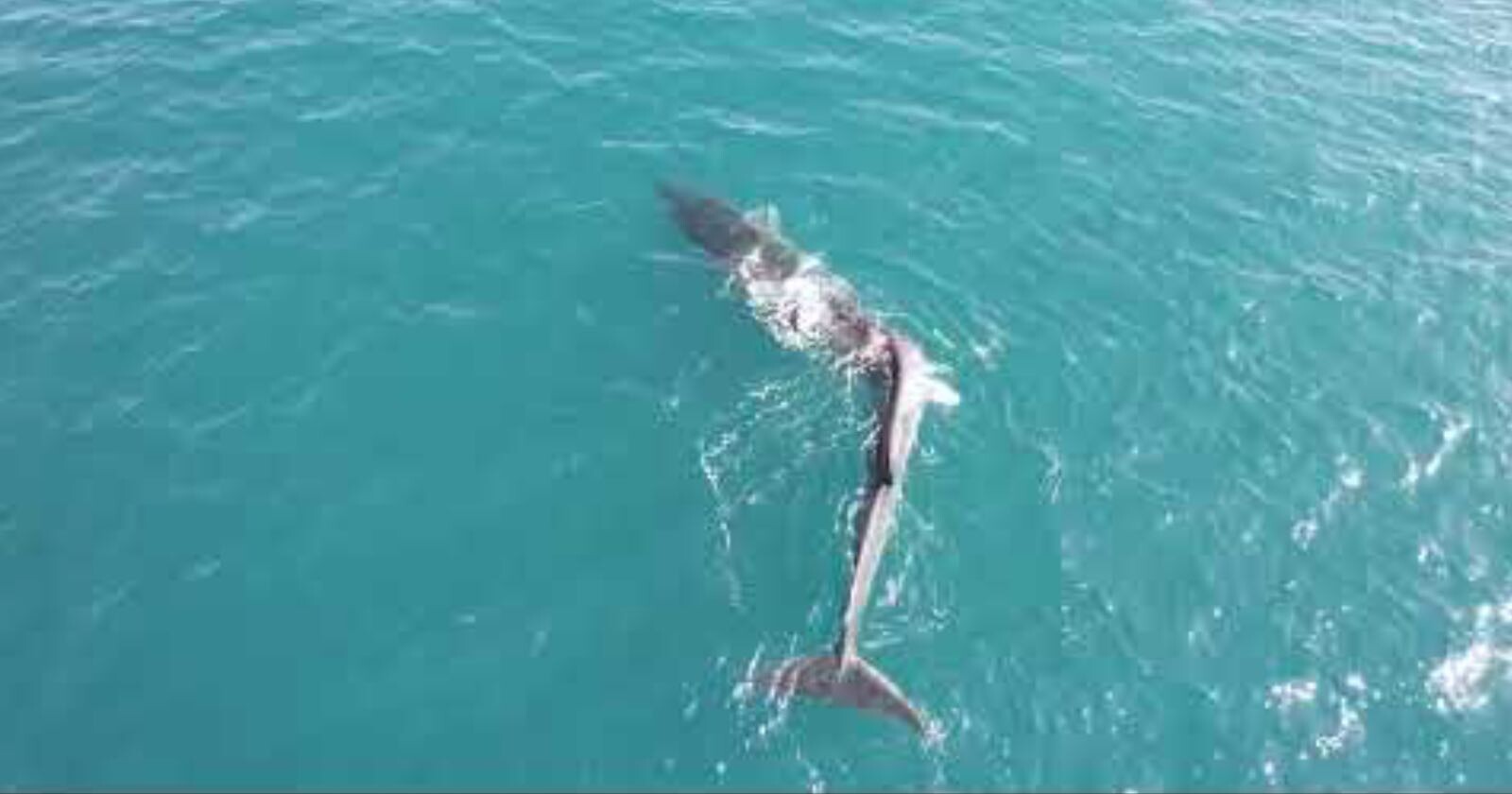 Drone Camera Captures Huge Whale with Rare Case of Severe Scoliosis