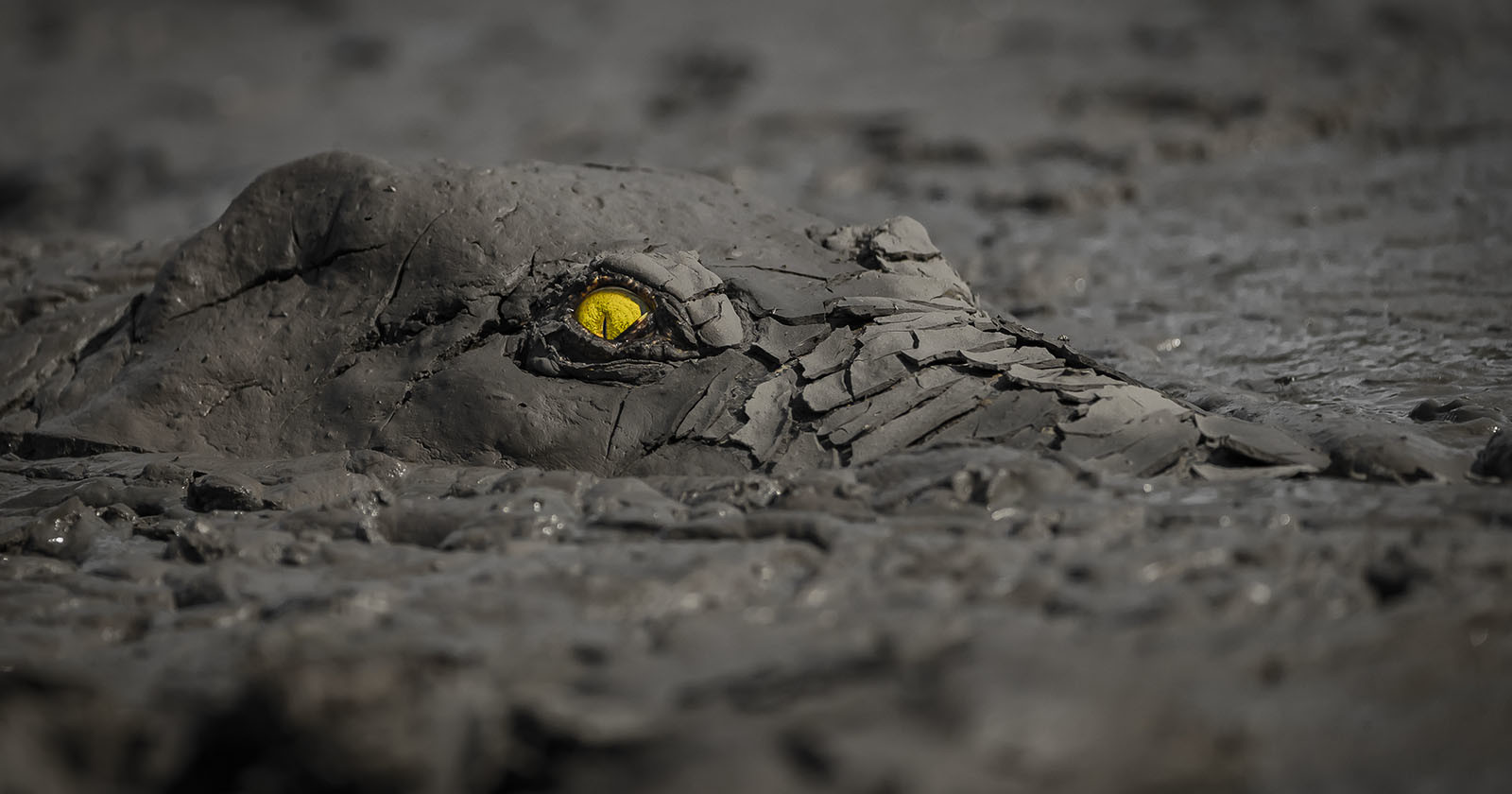  camouflaged crocodile portrait wins world nature photography awards 