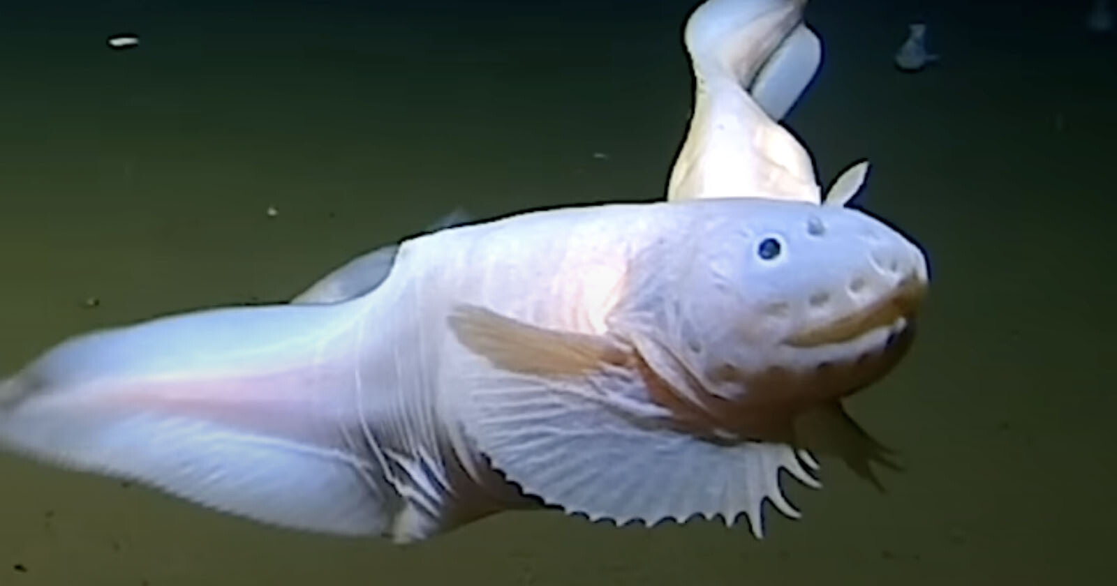  world deepest fish caught camera first 