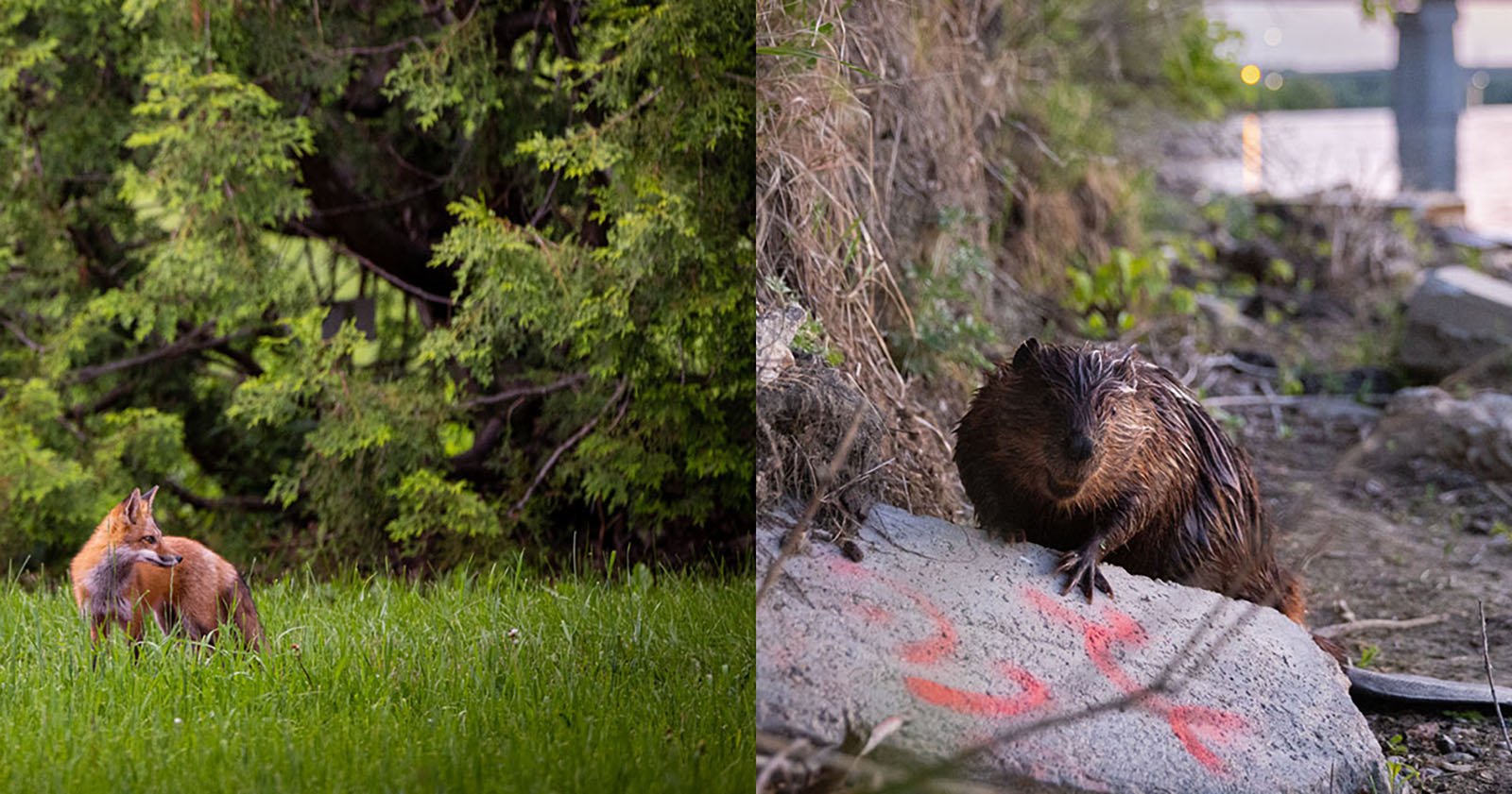  urban wildlife photography teaches people about their shy 