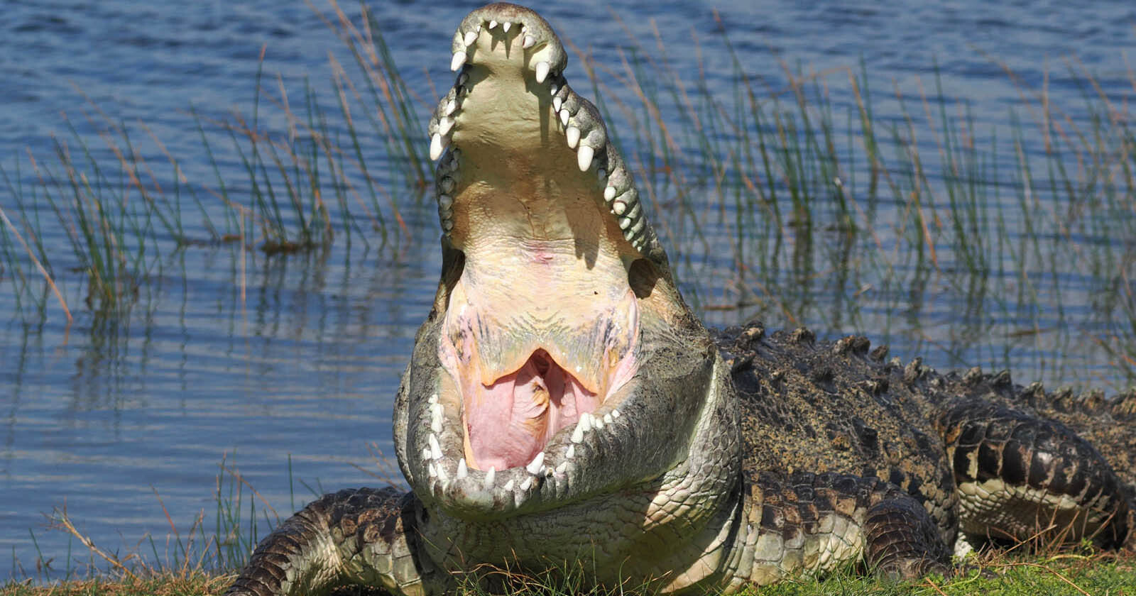  wildlife photographer finds croczilla largest croc florida 