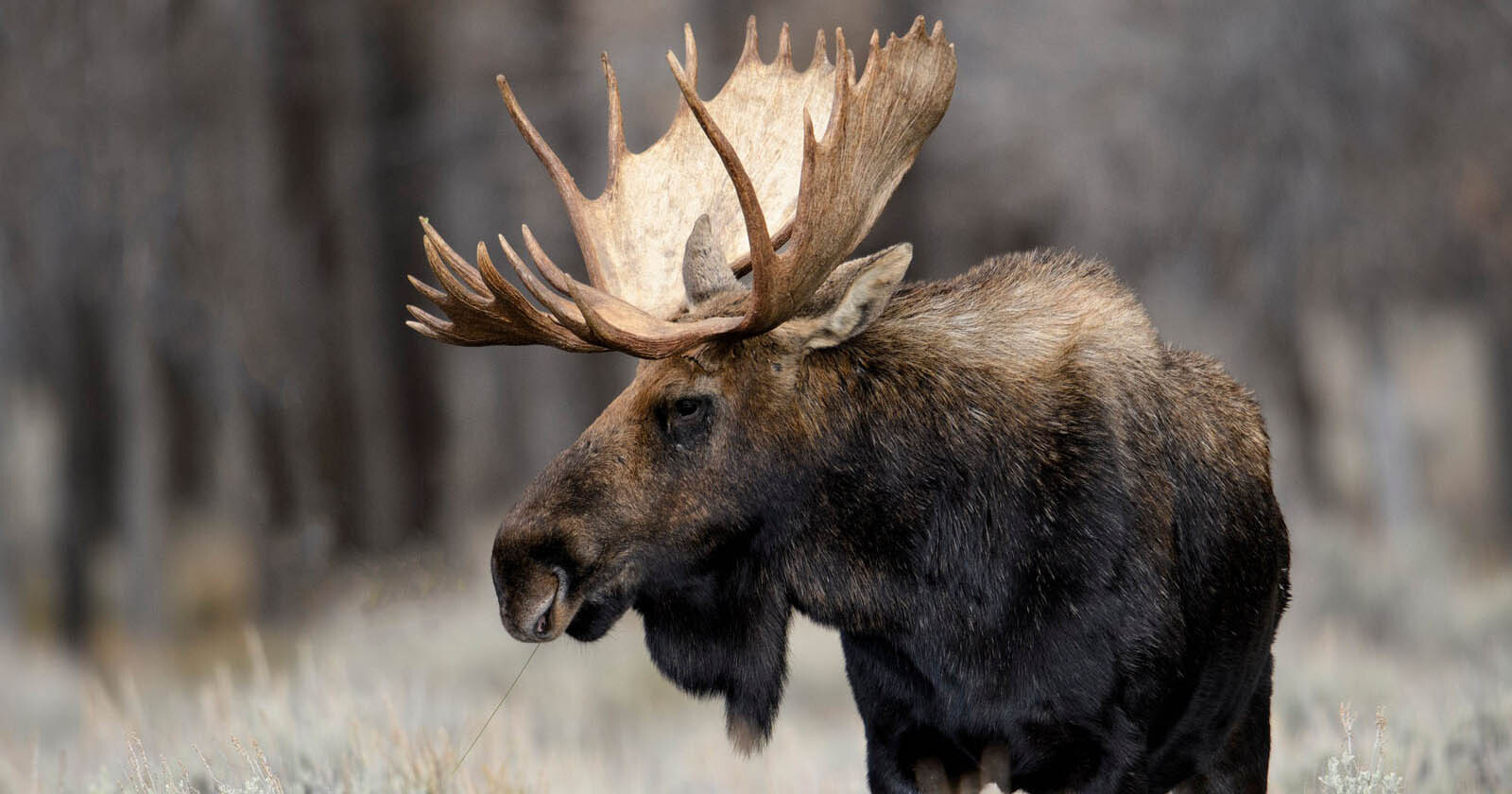 How and Where to Photograph Moose