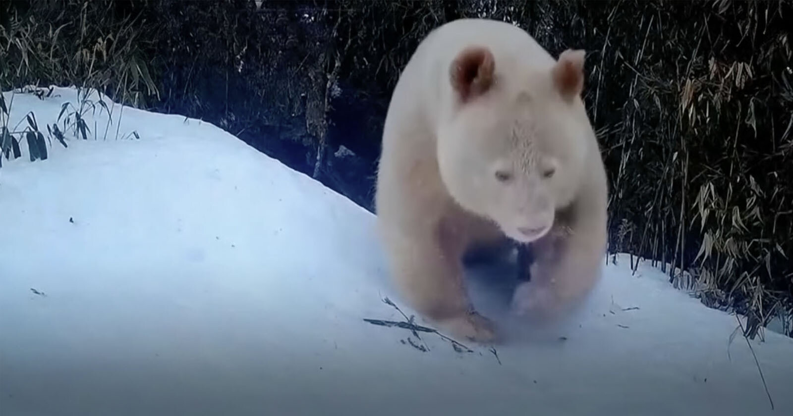 Worlds Only All-White Albino Panda Caught on Camera