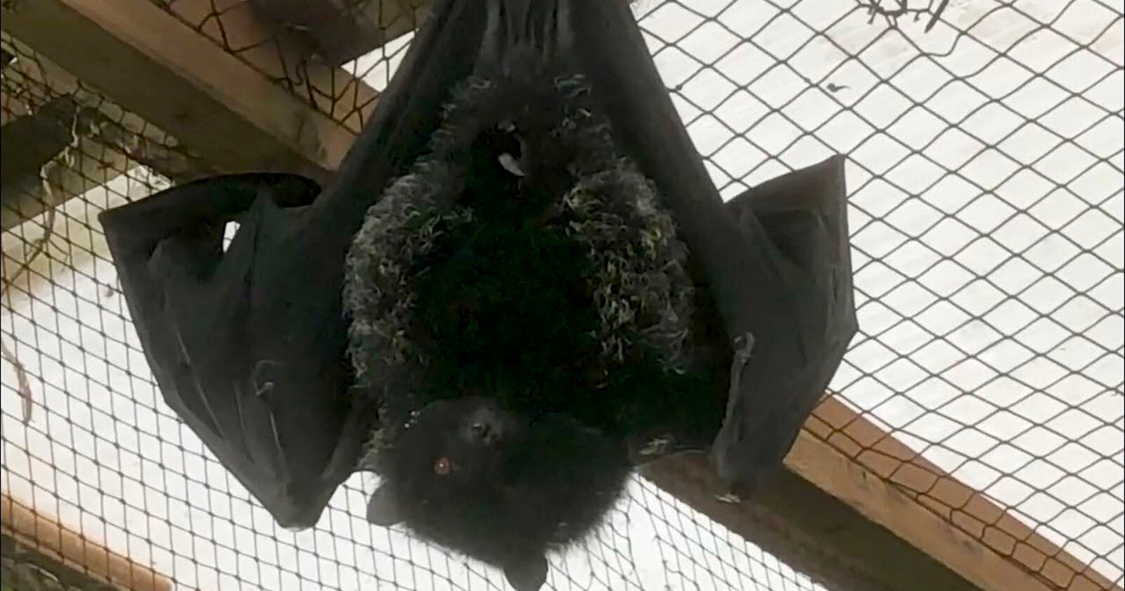  birth world rarest fruit bat captured camera 