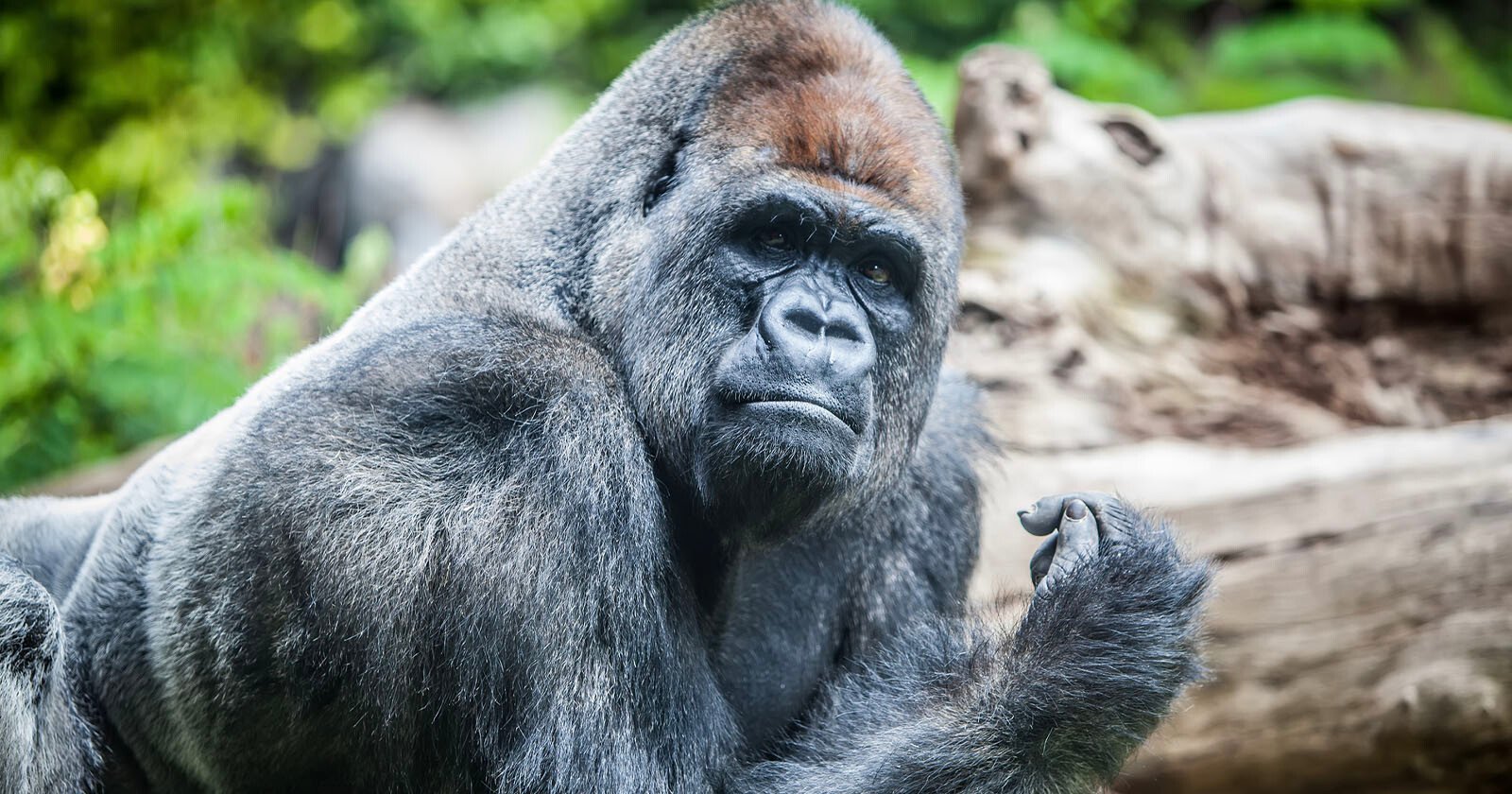 Googles Photos App is Still Unable to Find Gorillas