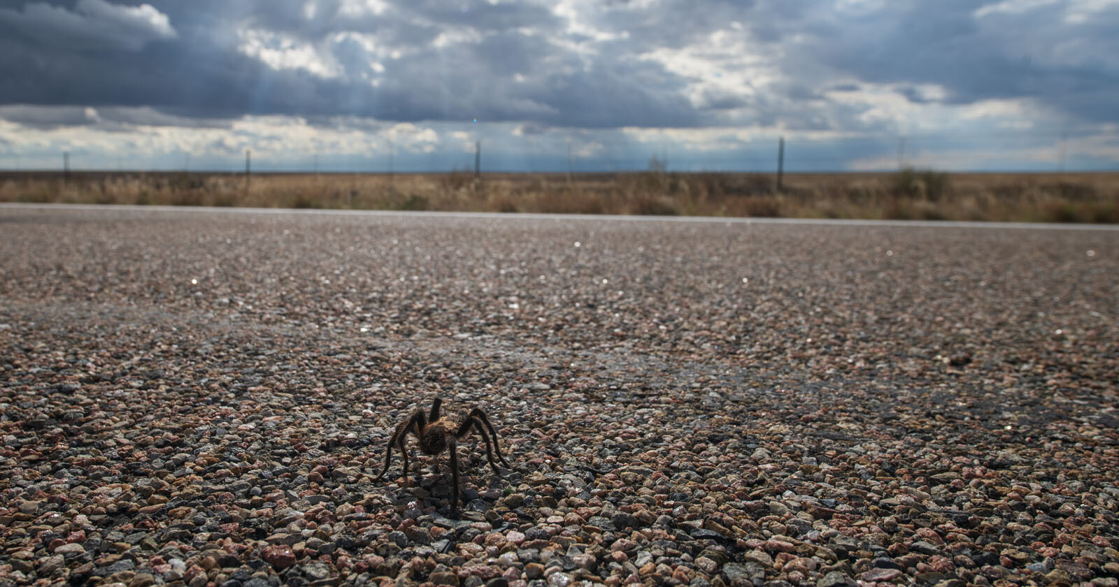 Photos of the Tarantula Migration Through a Small Town in Colorado