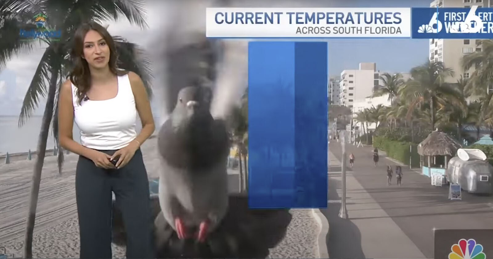  pigeon hilariously photobombs live camera during weather report 