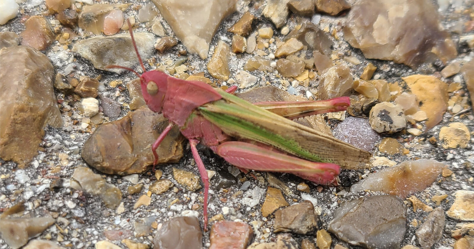 Park Ranger Finds Rare Pink Grasshopper in Texas