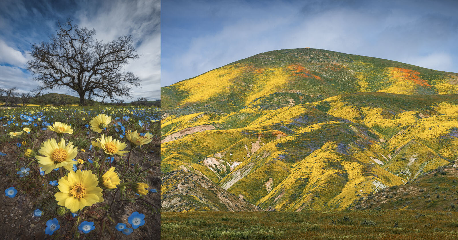 Wildflower Photography: Tips to Capture the California Superbloom