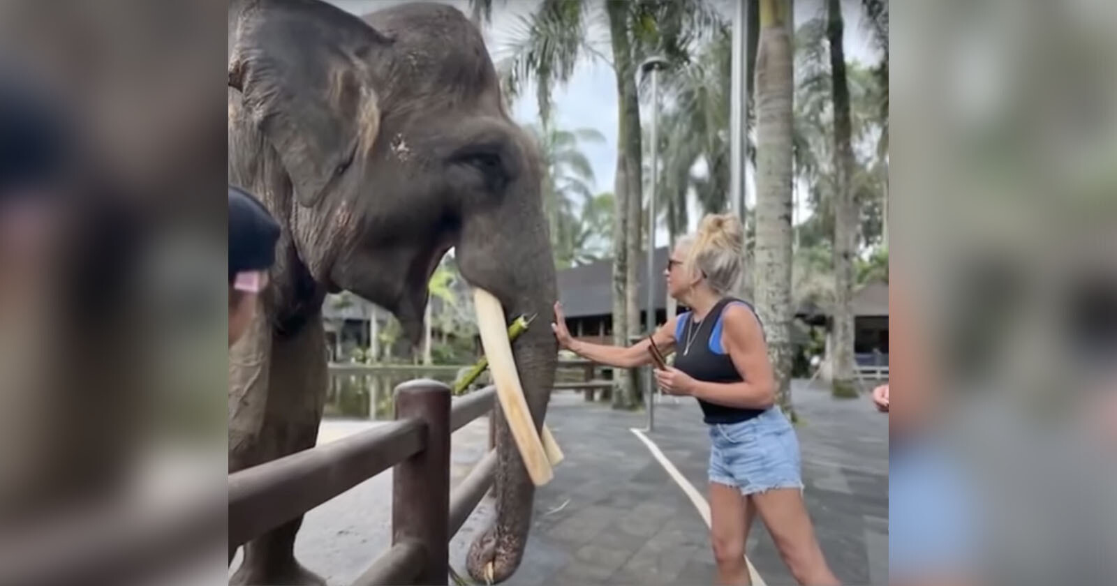  woman arm severely broken elephant while posing 