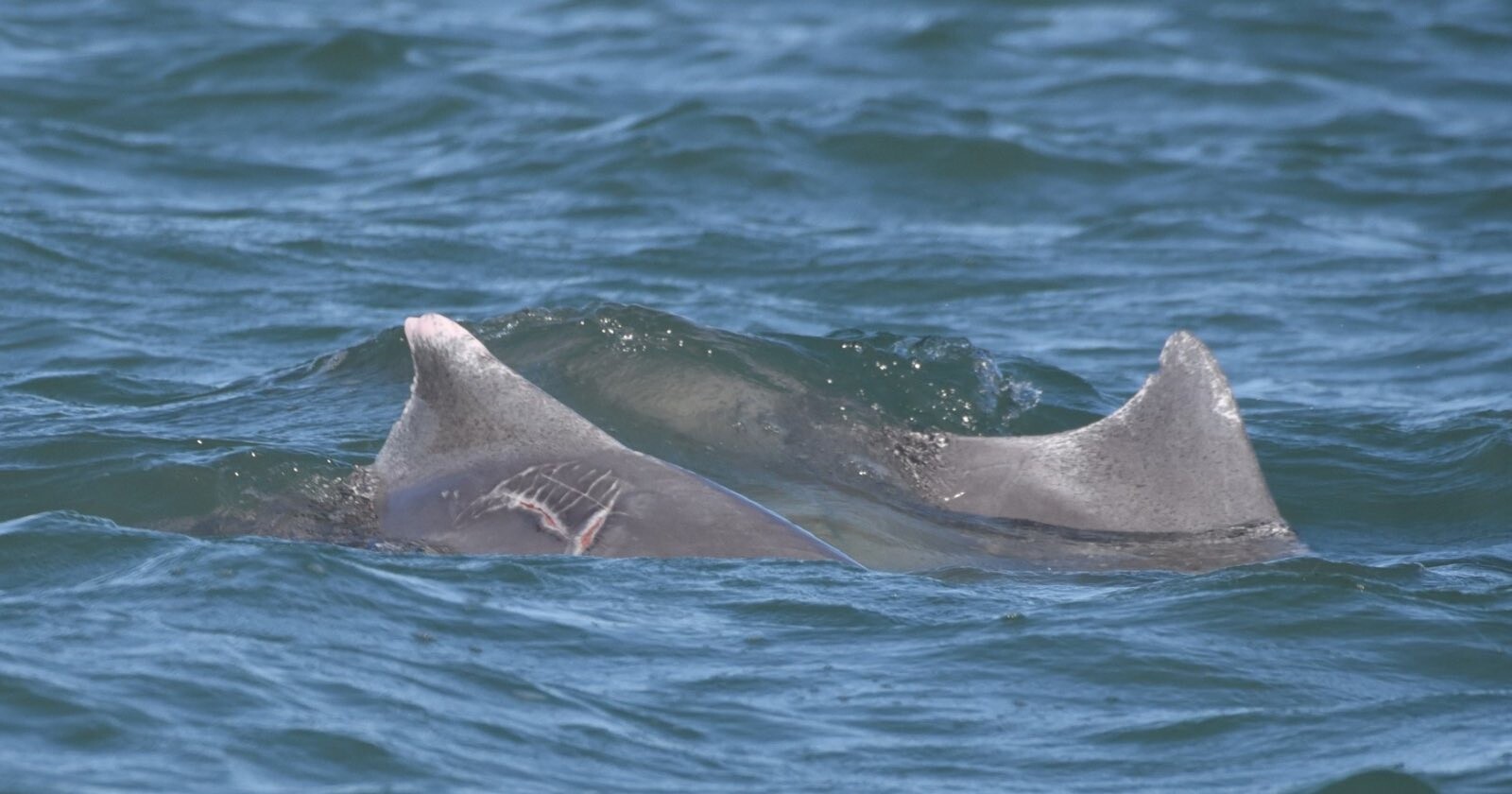  photographic study reveals how dolphins survive shark attacks 