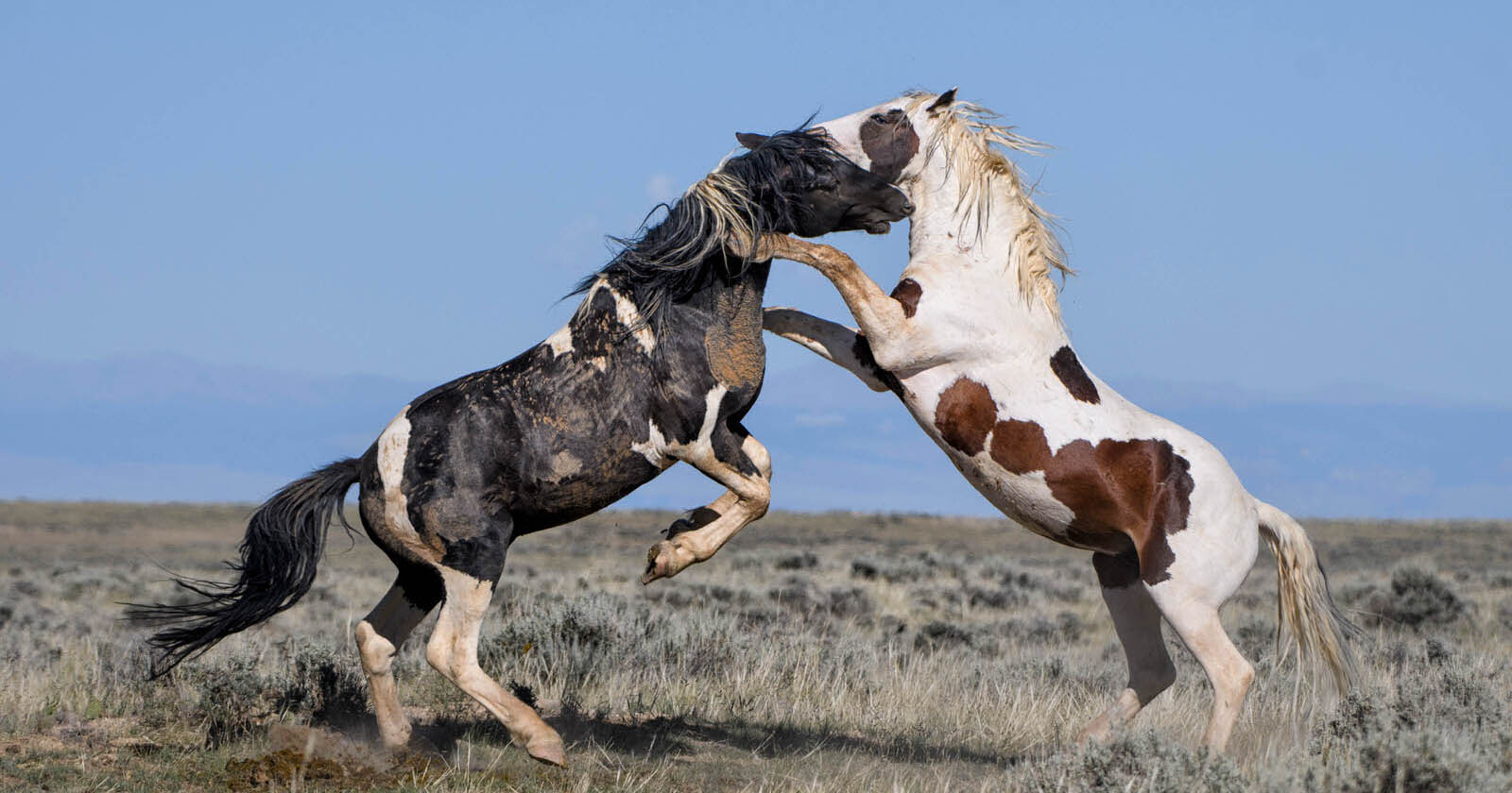 How to Find and Photograph Wild Horses in the US