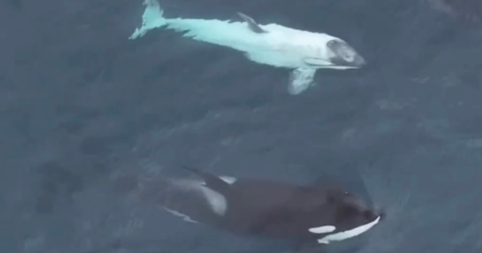 Rare White Killer-Whale Calf Frosty Filmed Off California Coast