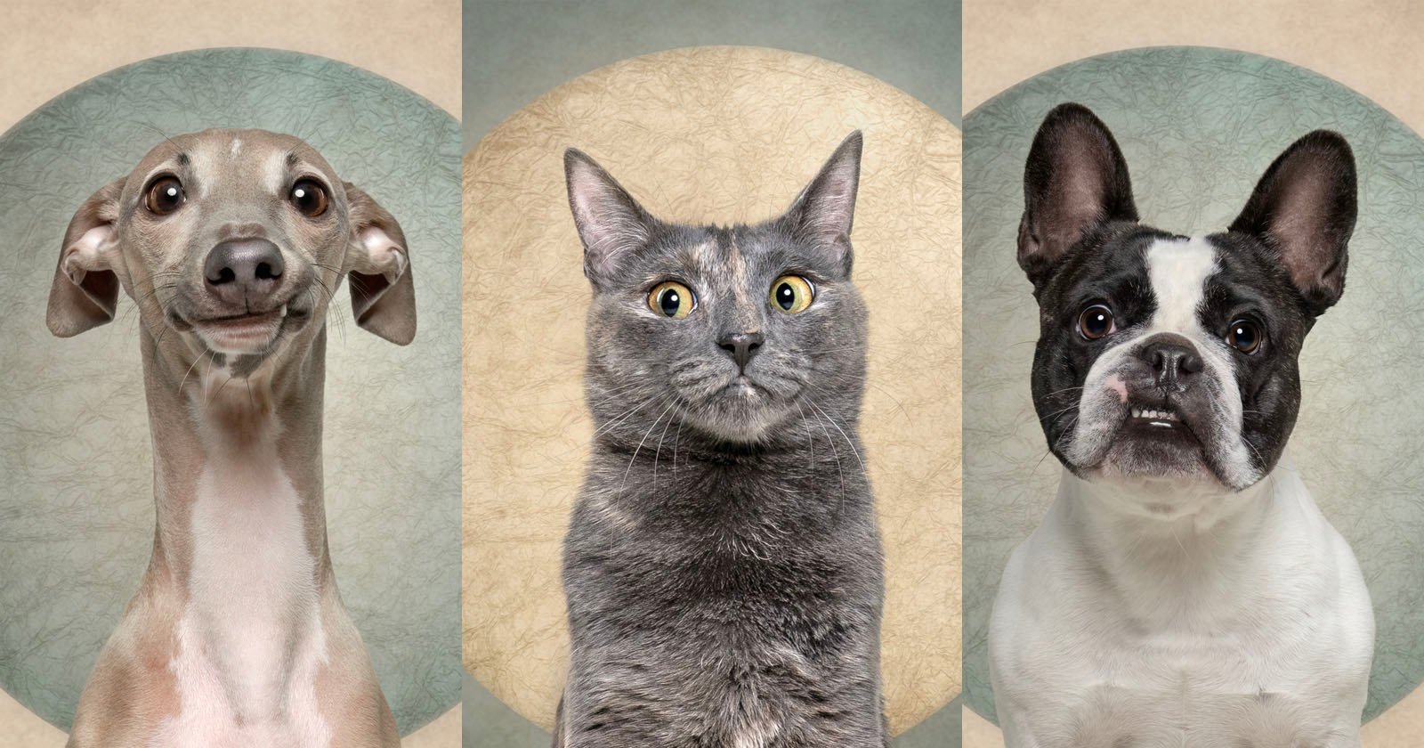  pet photographer captures expressive dogs one guilty-looking 