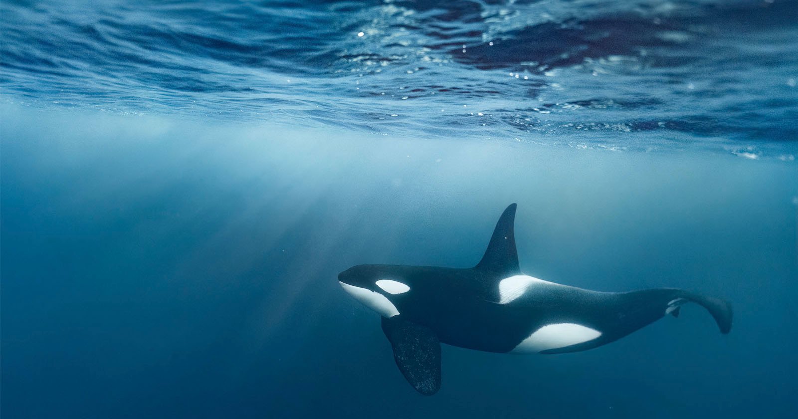  photographer free dives orcas captures incredible 