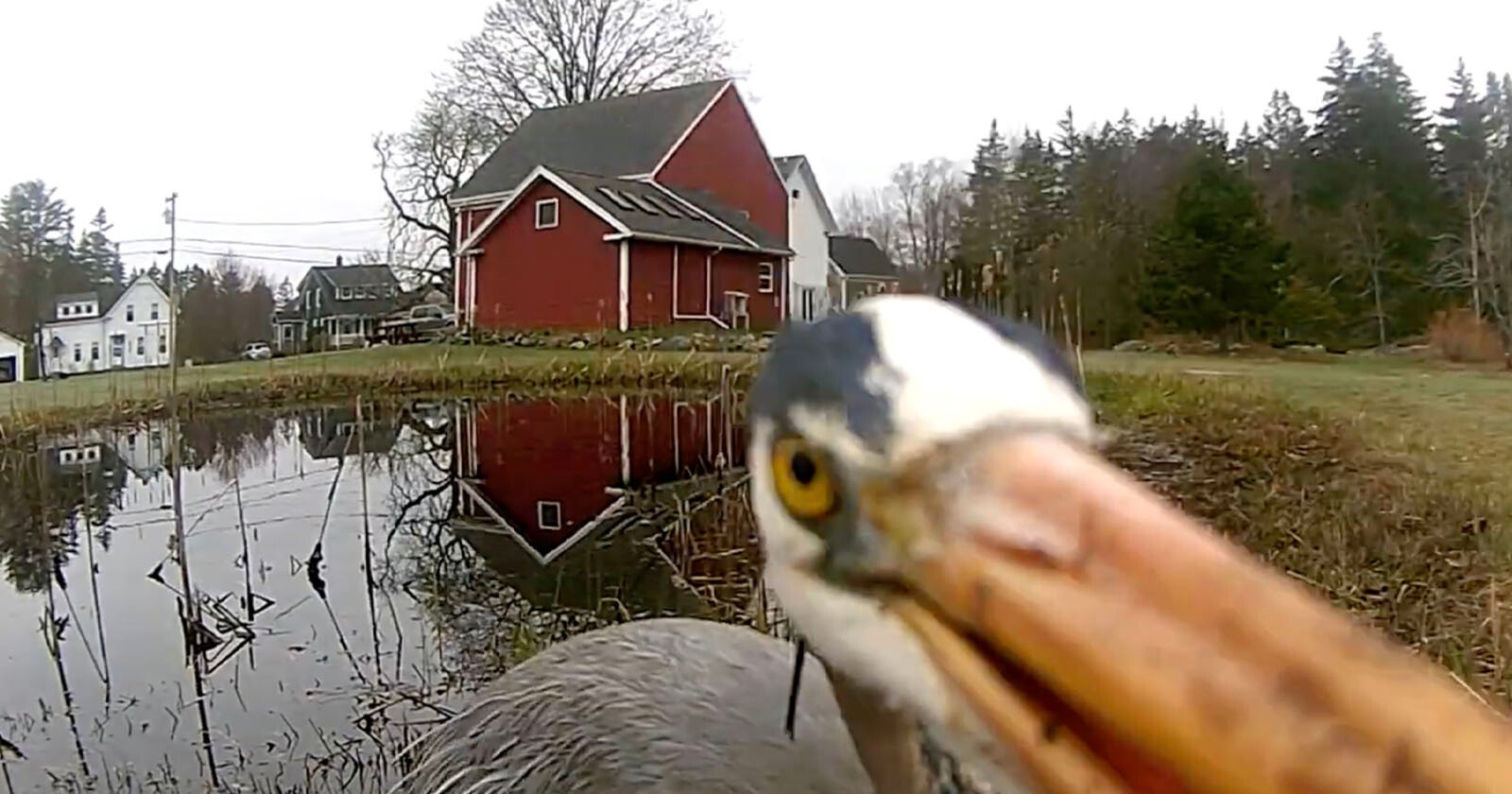 Heron Eats Frog and Then Viciously Attacks Trail Camera