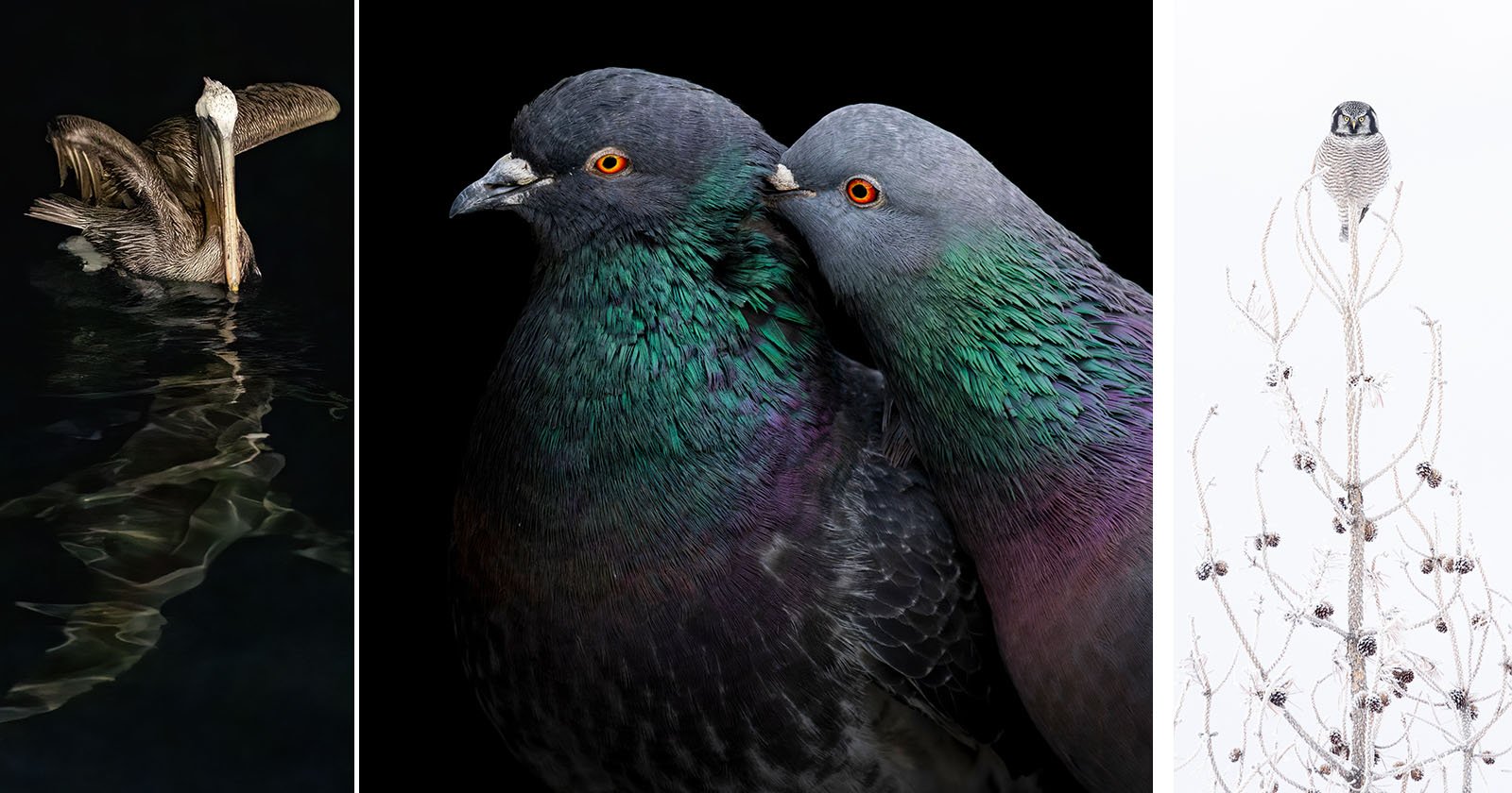  phenomenal photos from audubon photography awards 
