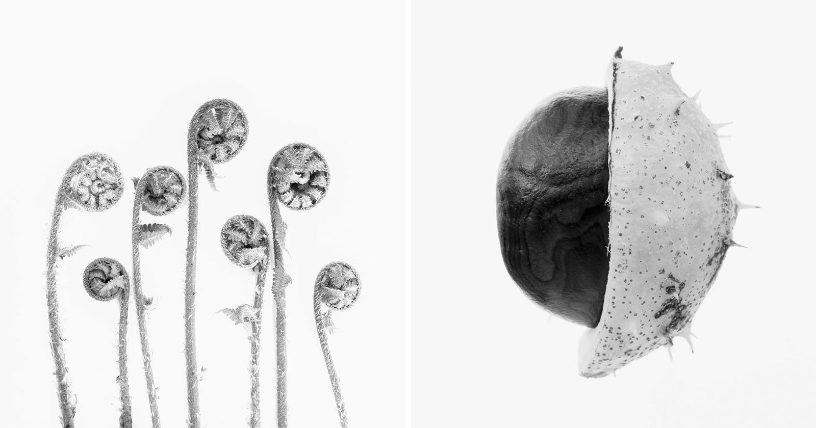Botanical Studies Series Shows Beauty of Spiky, Round, and Edgy Things