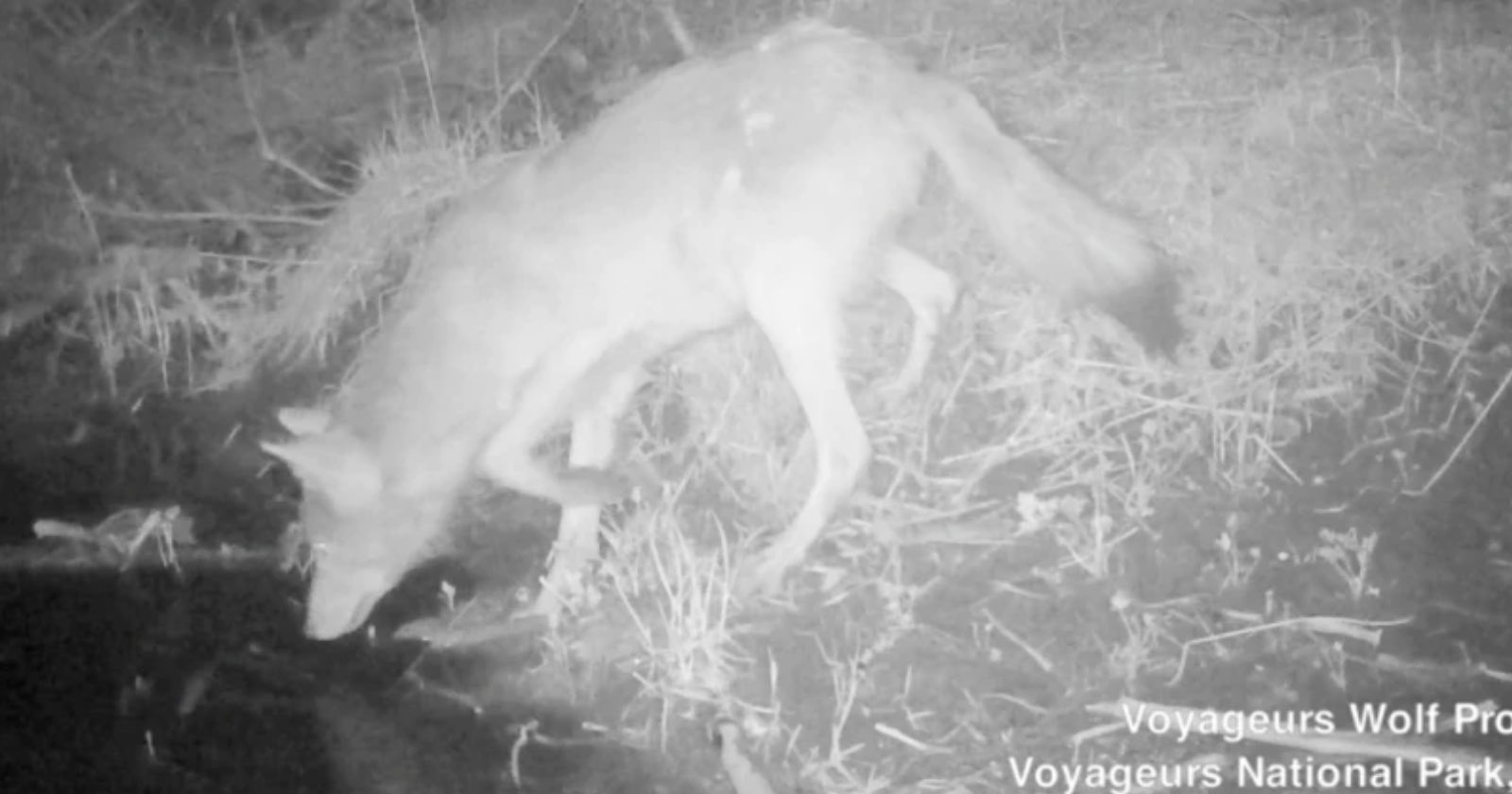 Camera Traps Reveal Wolves Go Fishing A Lot