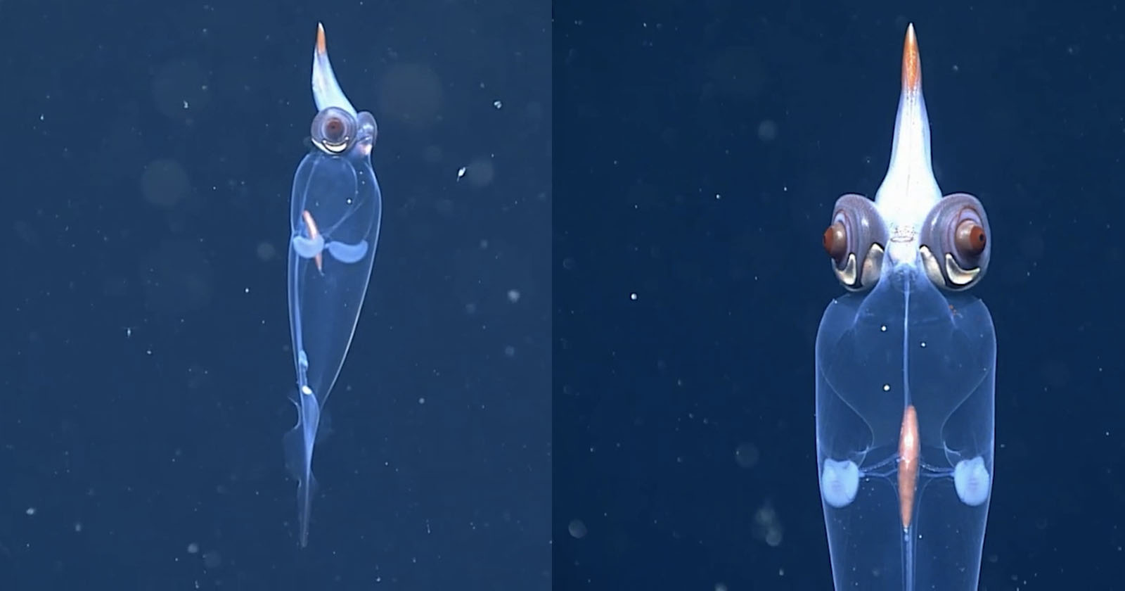 Scientists Capture Close-Up Footage of a Deep-Sea Transparent Glass Squid