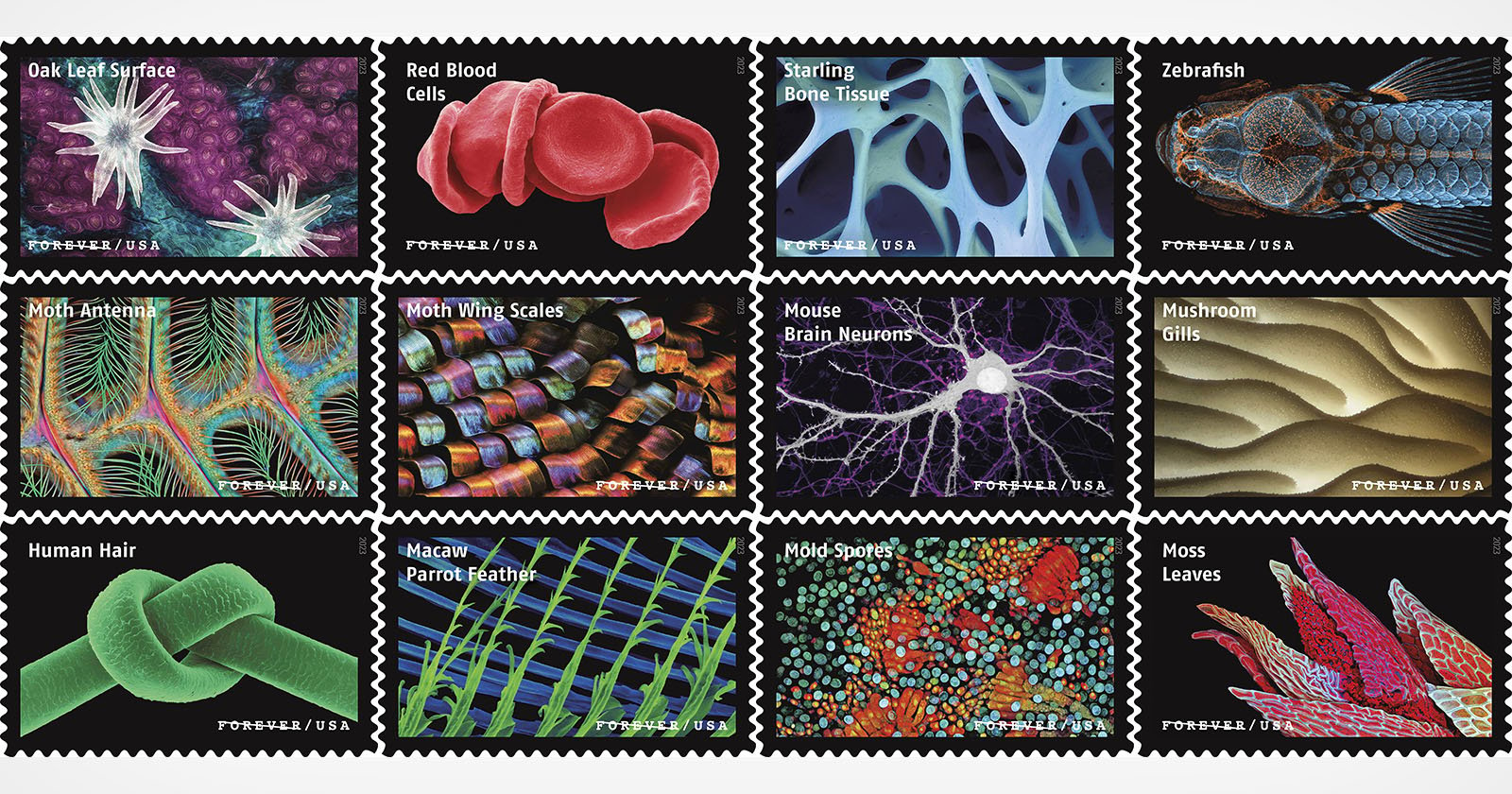 New US Postal Service Stamps Feature Beautiful Photos of Microscopic Life