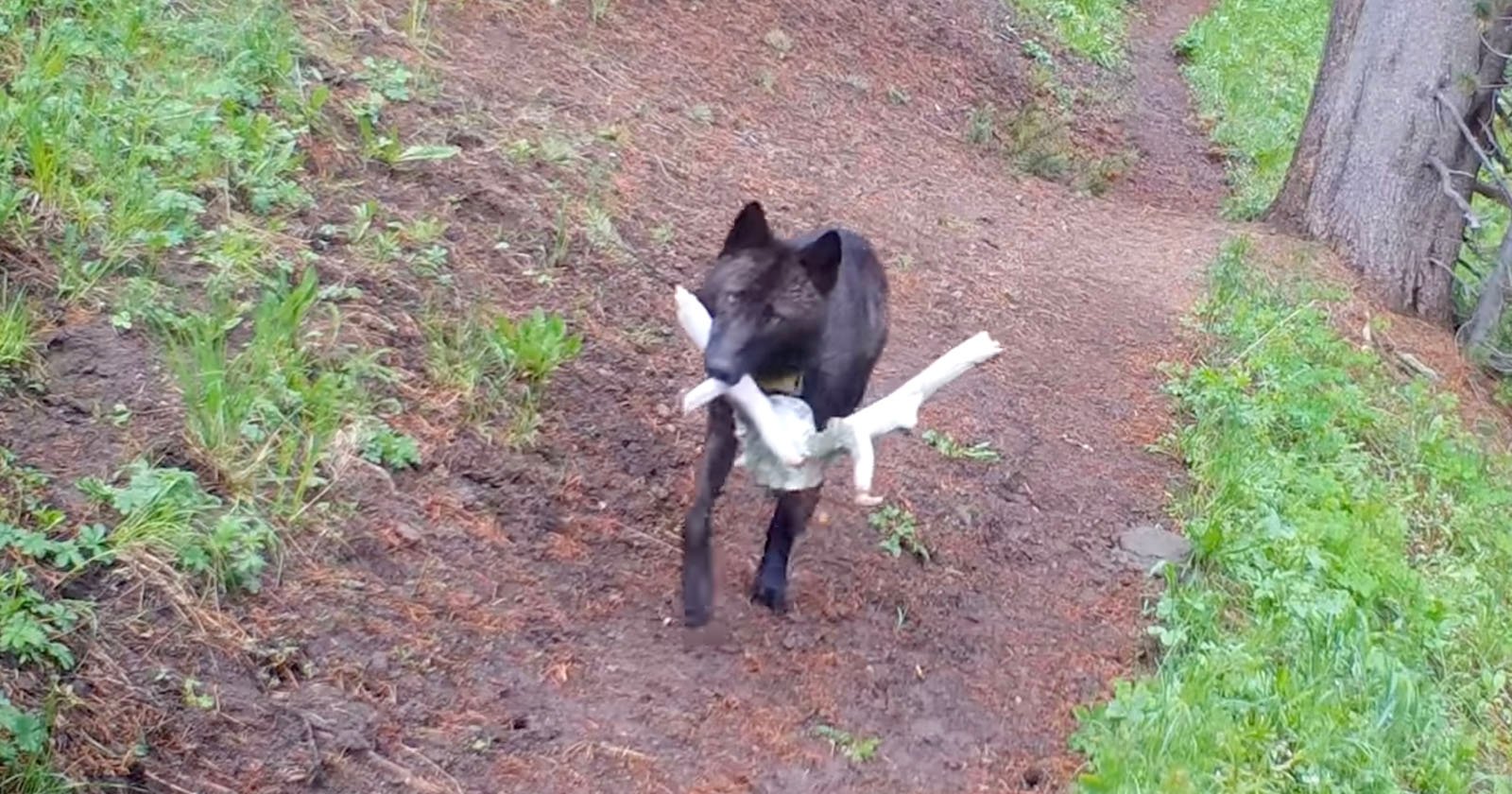 Yellowstone Wolves Caught on Camera Bringing Toys Home to Their Pups