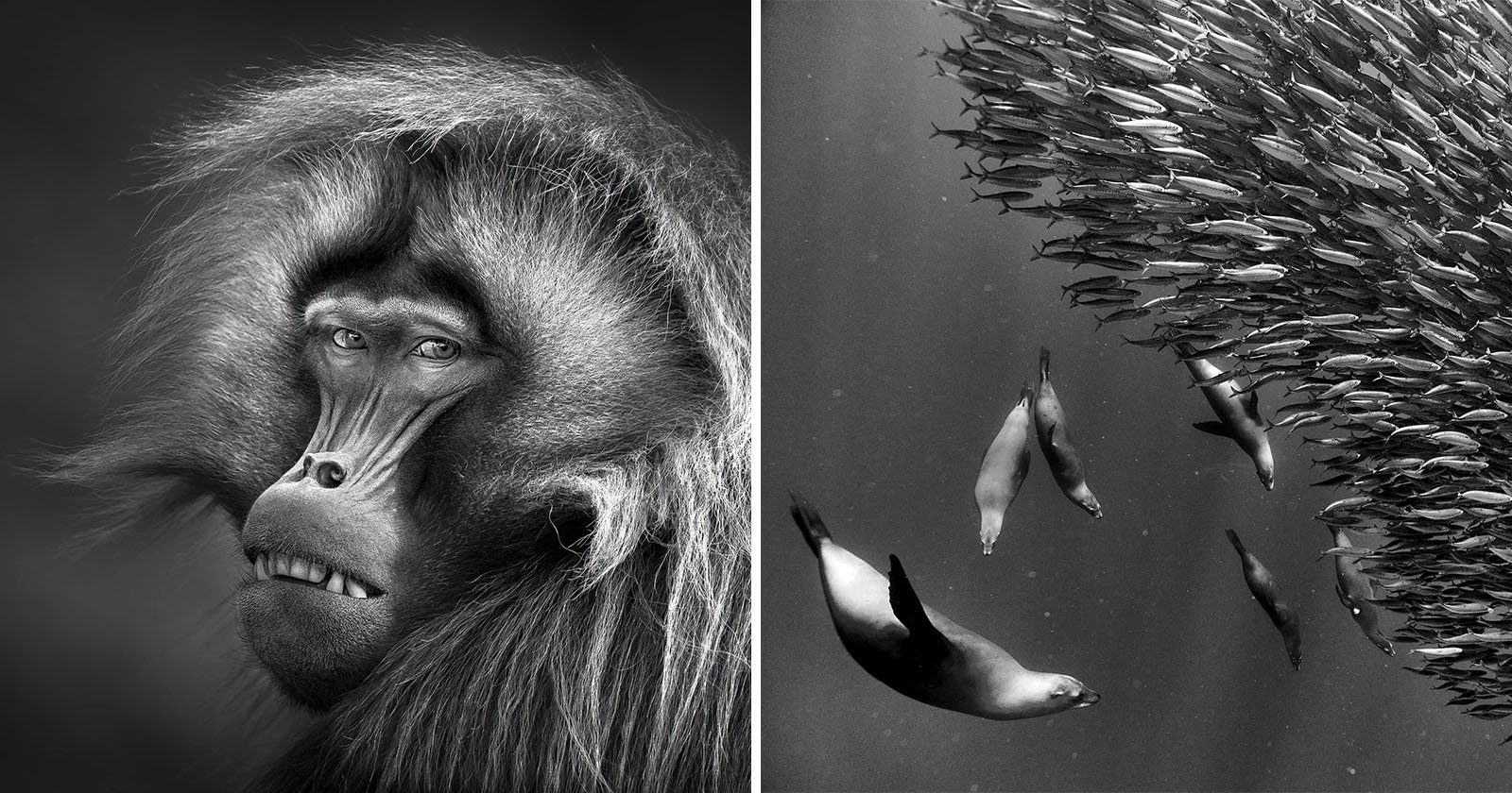 The Winners of the Black and White Photo Awards 2023