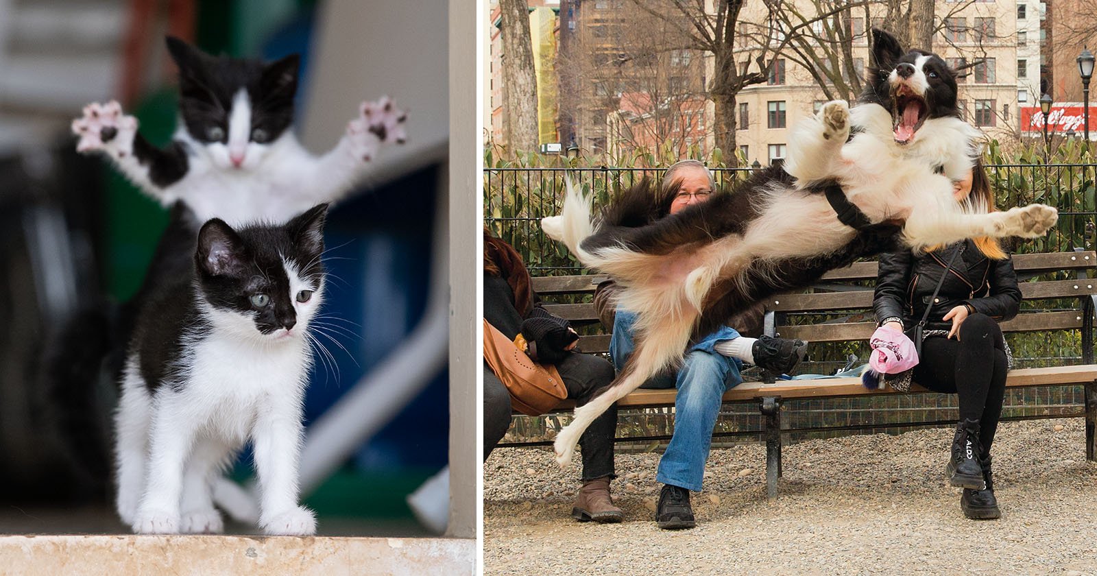  kitten sneak attack wins comedy pet photo awards 