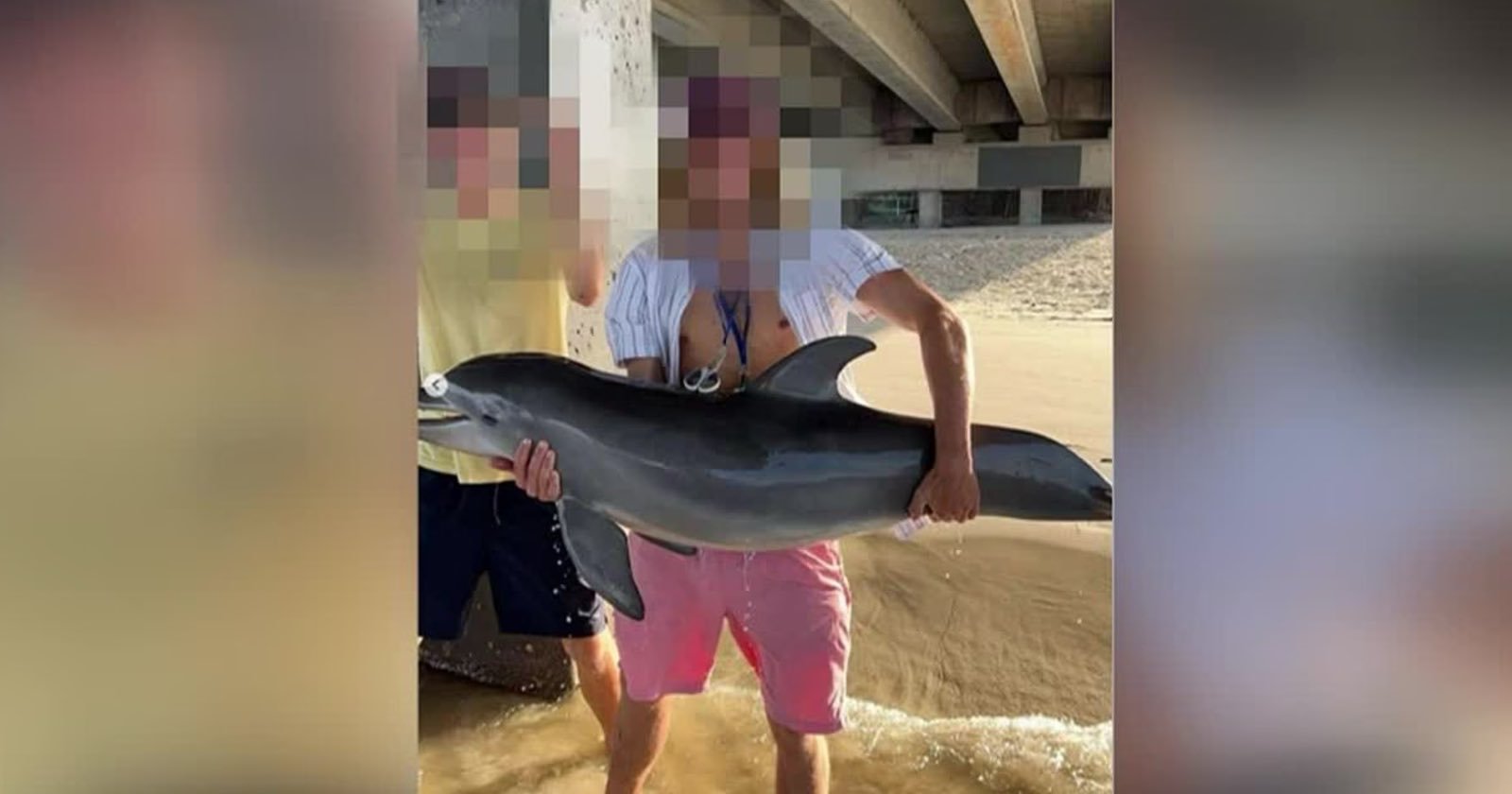  baby dolphin believed have died after man held 