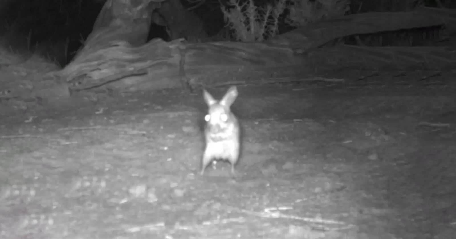  trail cameras capture bizarre mouse believed locally extinct 