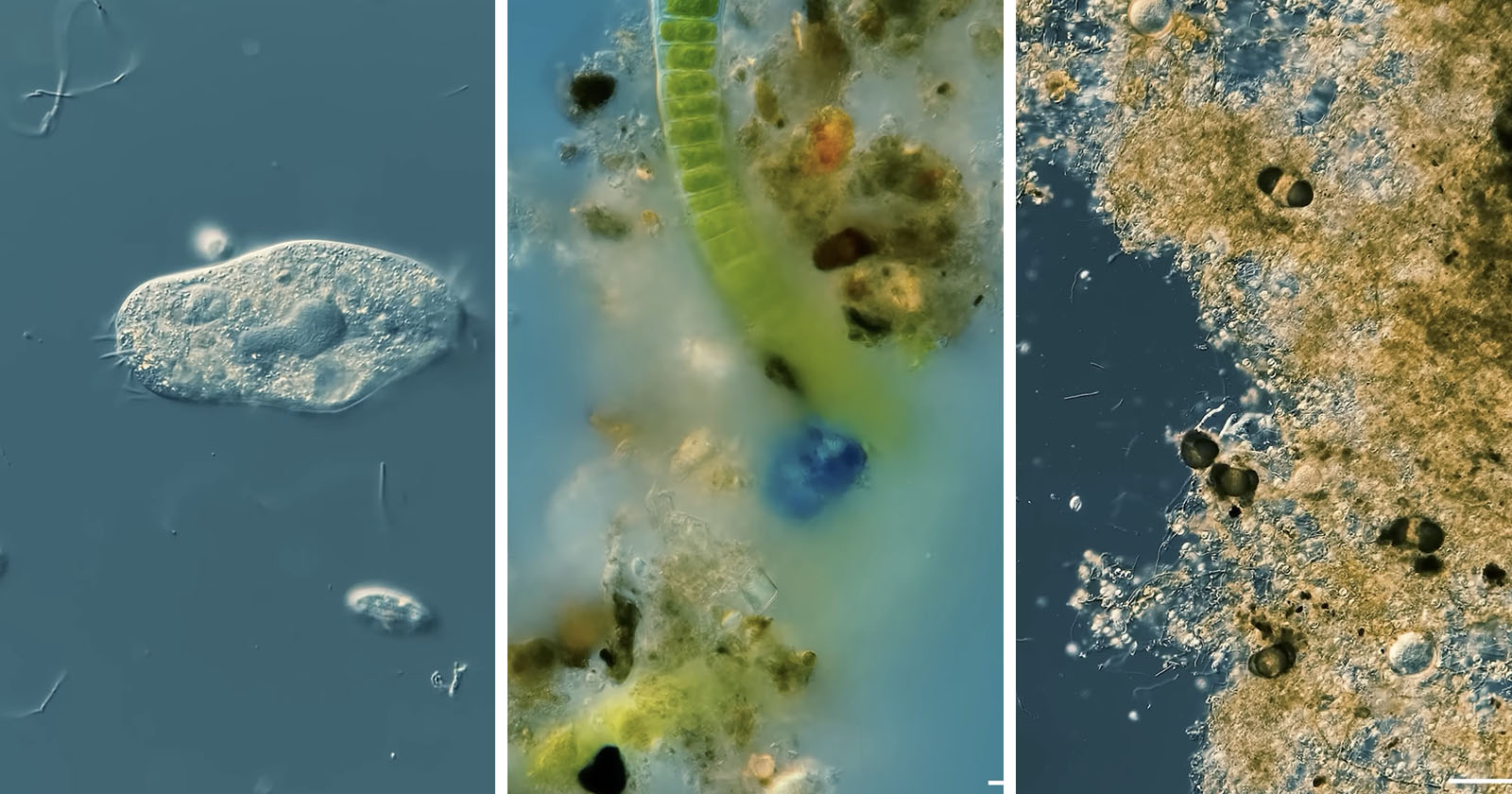 Take a Journey to the Microscopic World Inside of Puddles
