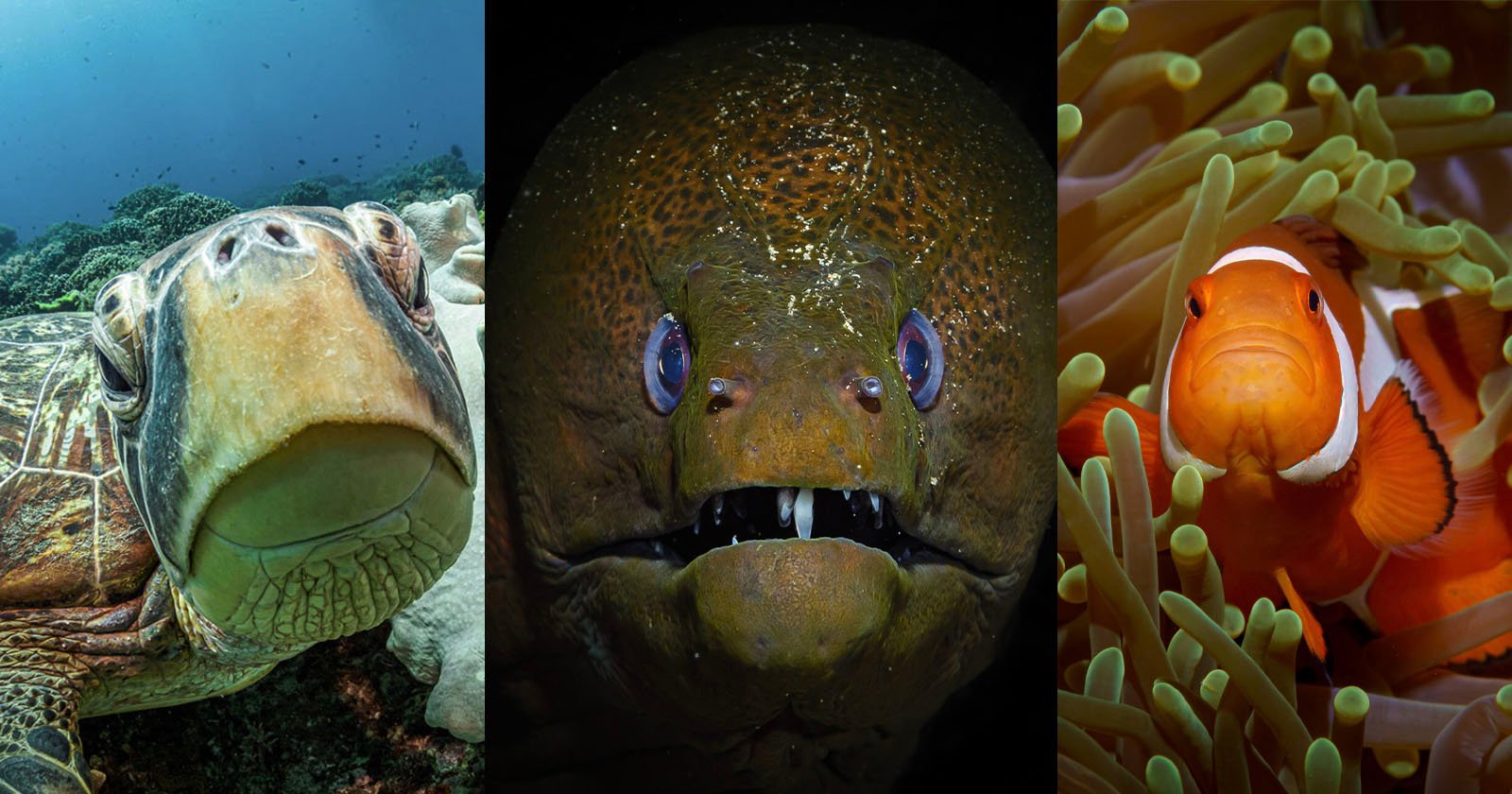 Photographer Who Spends 500 Hours Underwater Each Year Shares His Best Shots