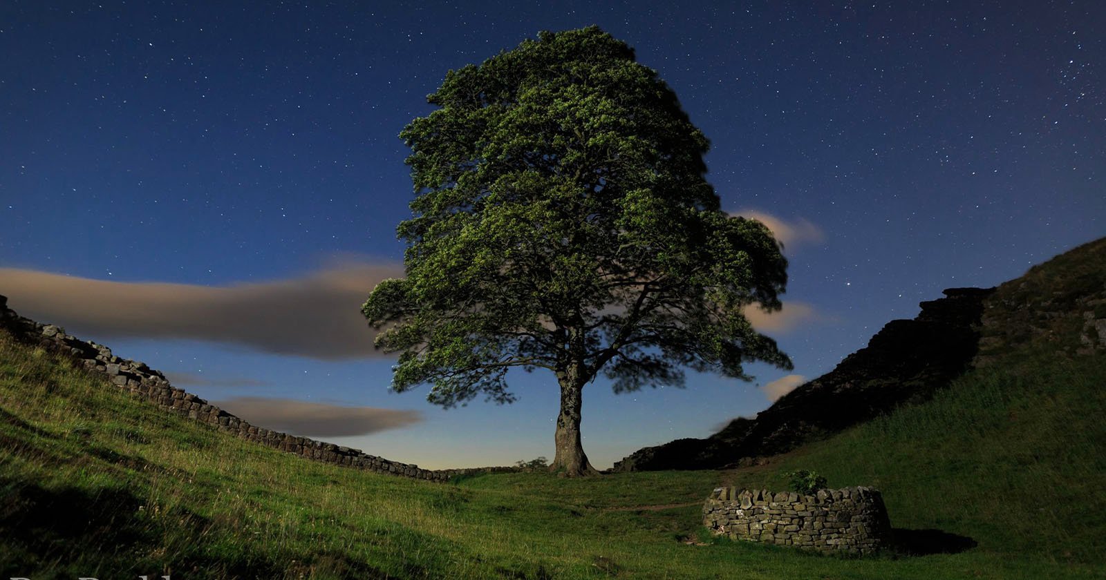 Photographers Left Devastated After Iconic Tree is Cut Down by Vandals