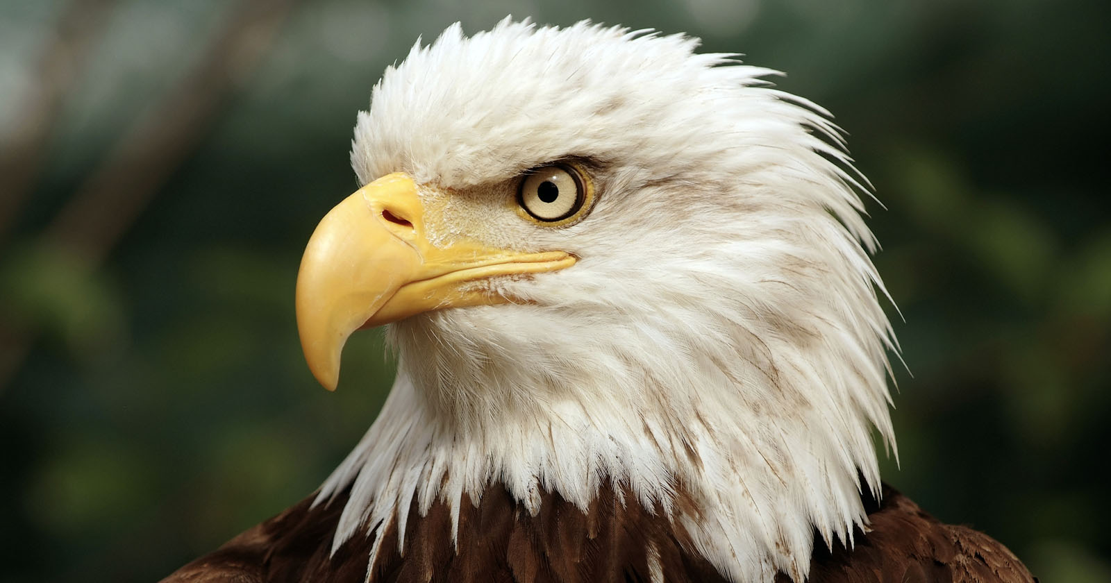  photographers thrilled bald eagles make comeback long island 