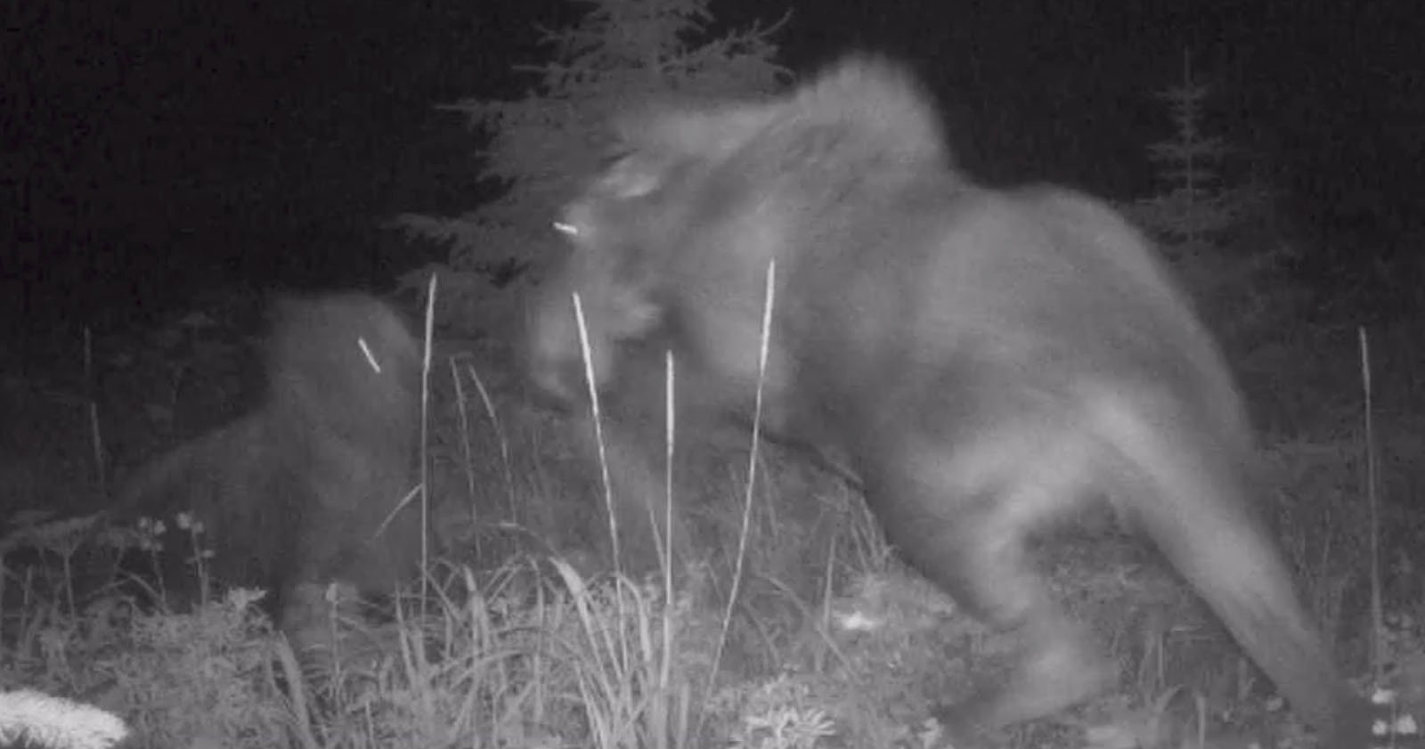  bear wolf caught camera teaming against mother 